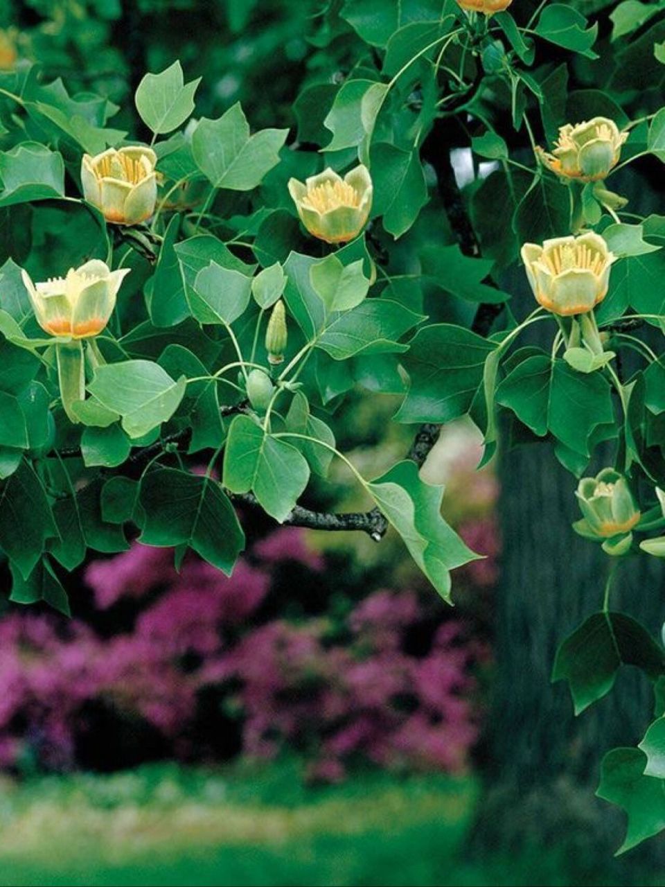 郁金香木【365天·一天一朵生辰花】 【生辰花】郁金香木 tuliptree