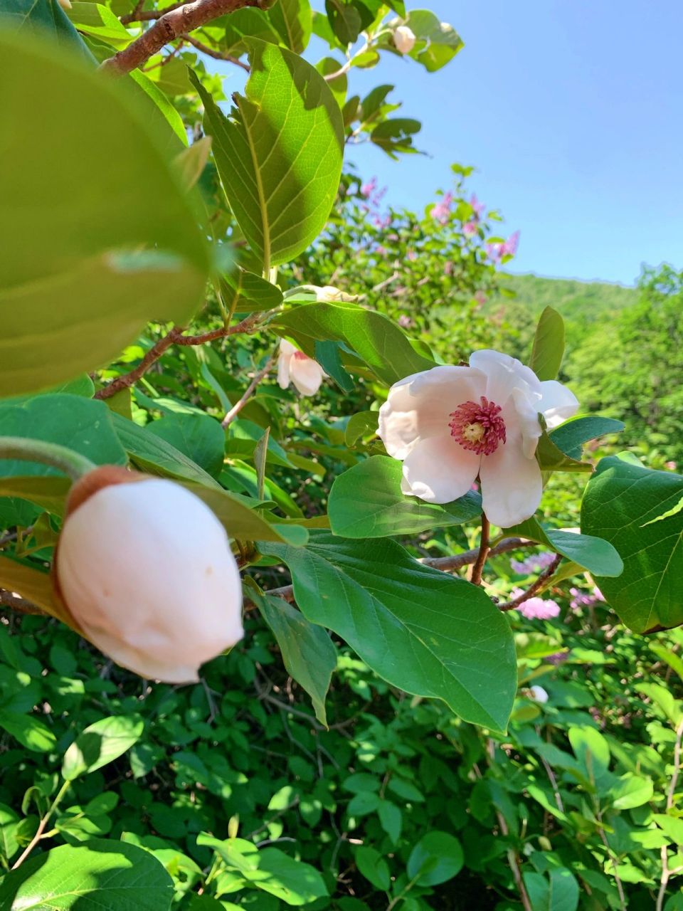 秦皇岛祖山|天女木兰花 海拔千米以上才会开的天女木兰花 天女木兰花