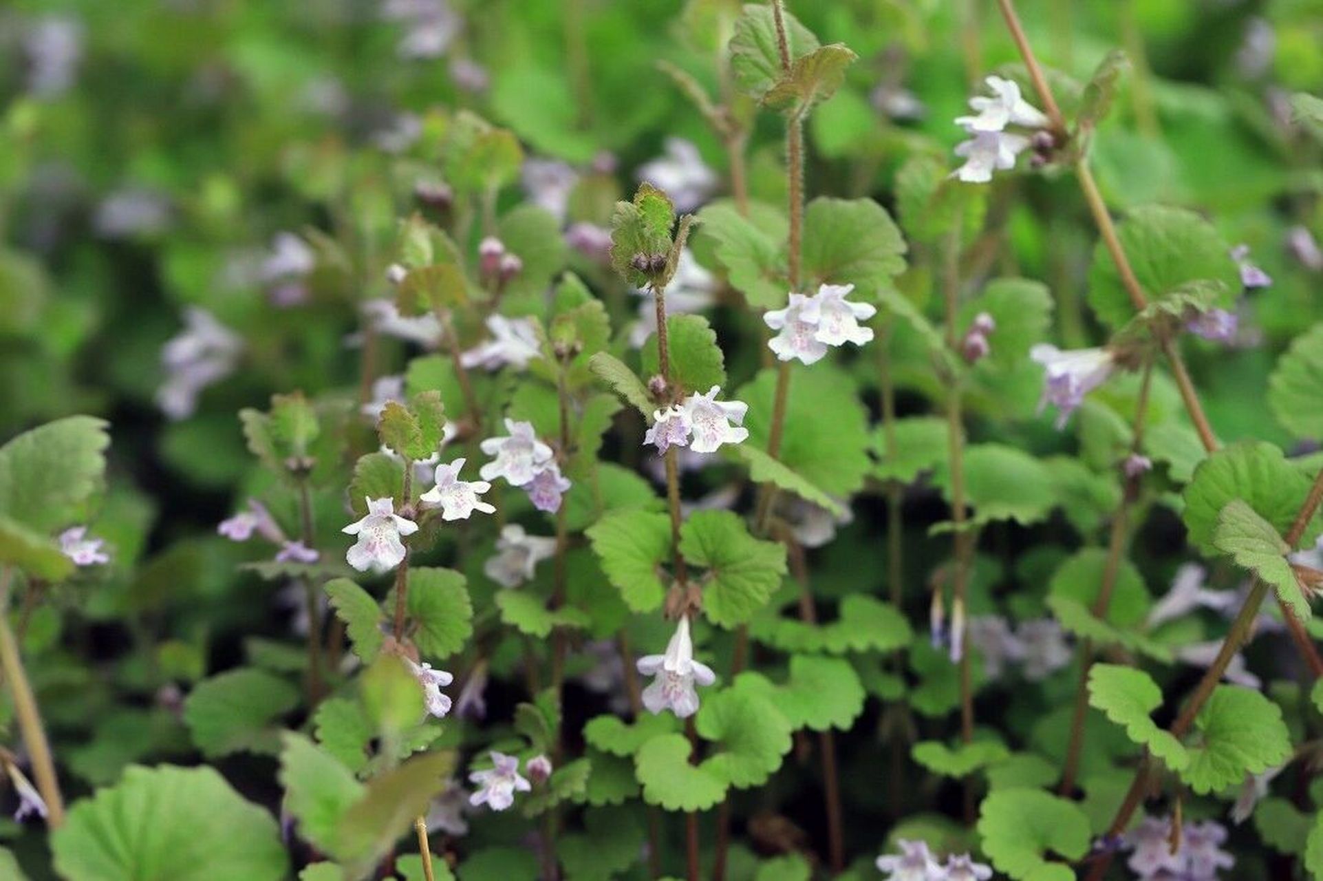 中国野菜图谱,每天介绍三种野菜之活血丹 活血丹 别名:佛耳草 金钱草