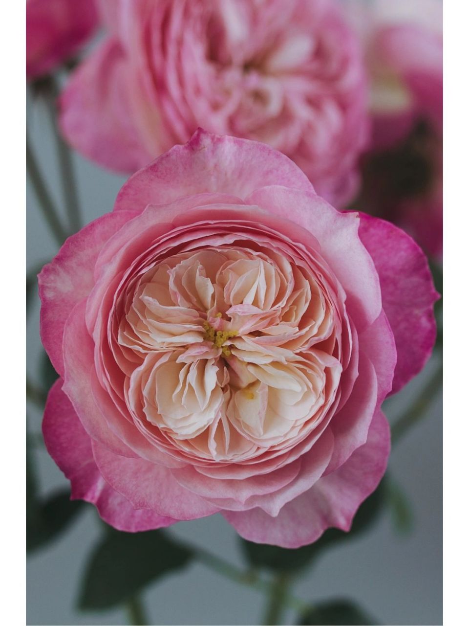 这款美到无法呼吸的月季|康斯坦茨95 9501david austin roses