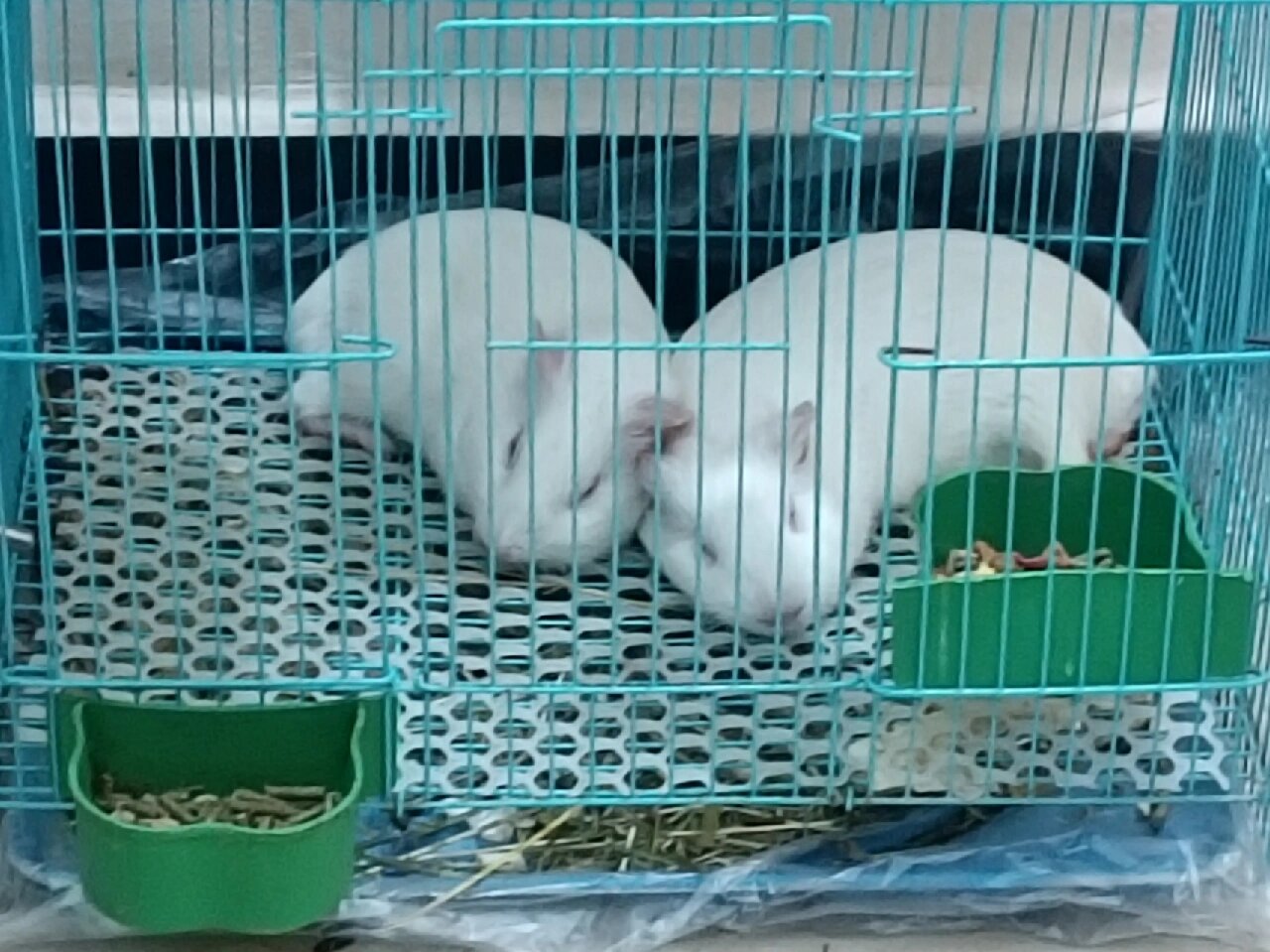 荷兰猪睡姿大赏