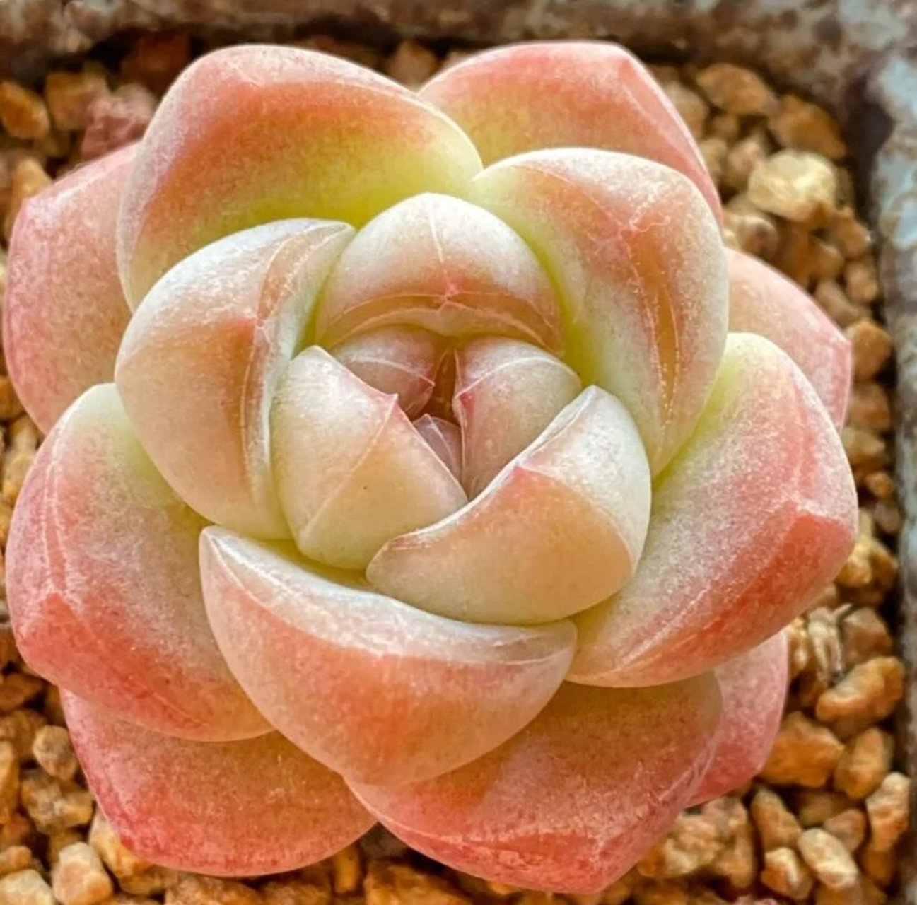 认识多肉第4天——冰玉 冰玉是景天科拟石莲属多肉植物 据说冰玉是