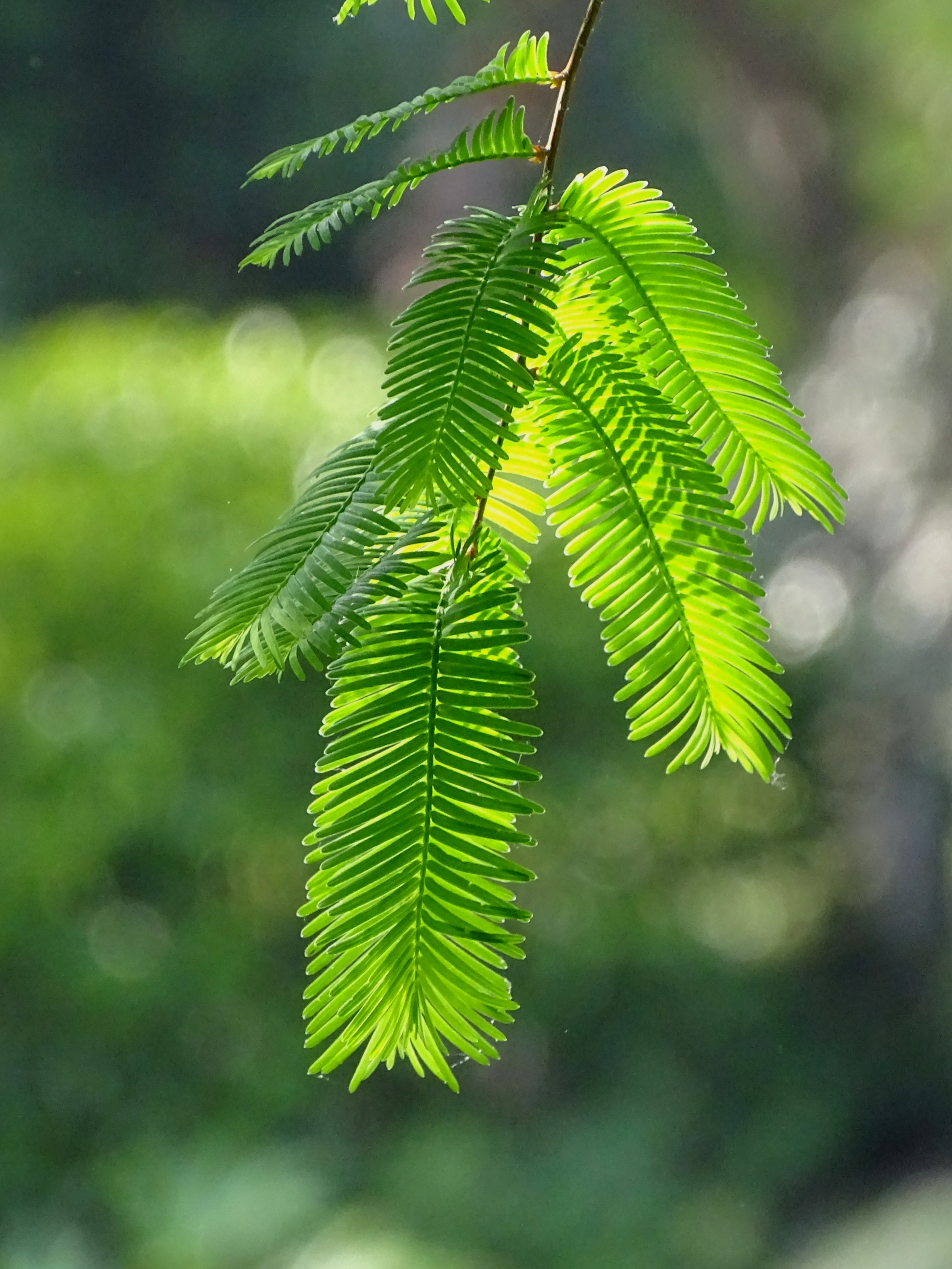 柳浪闻莺植物图片