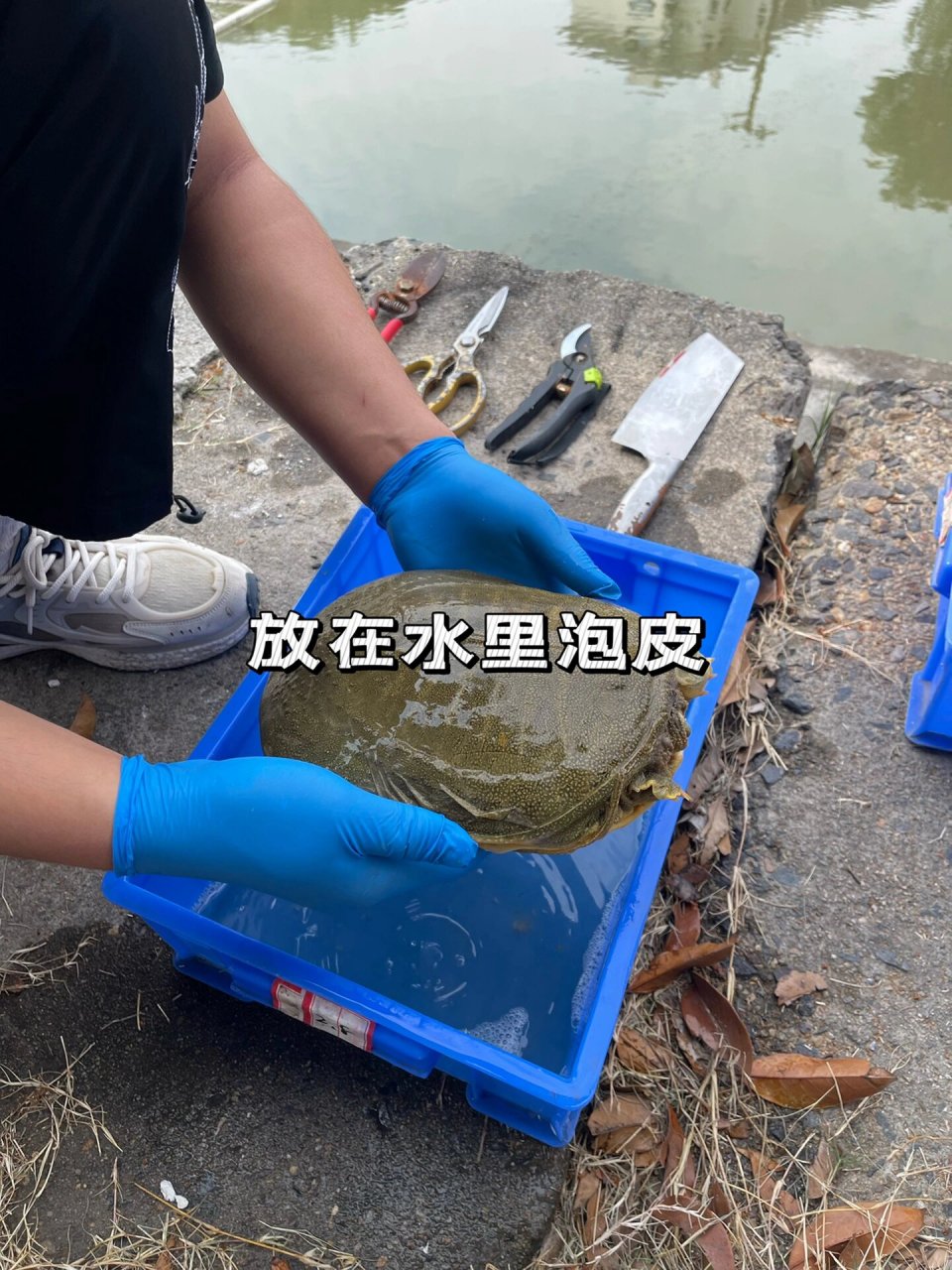 超详细的甲鱼宰杀教程07 16615宰杀放血 在脖子部位划一刀,将