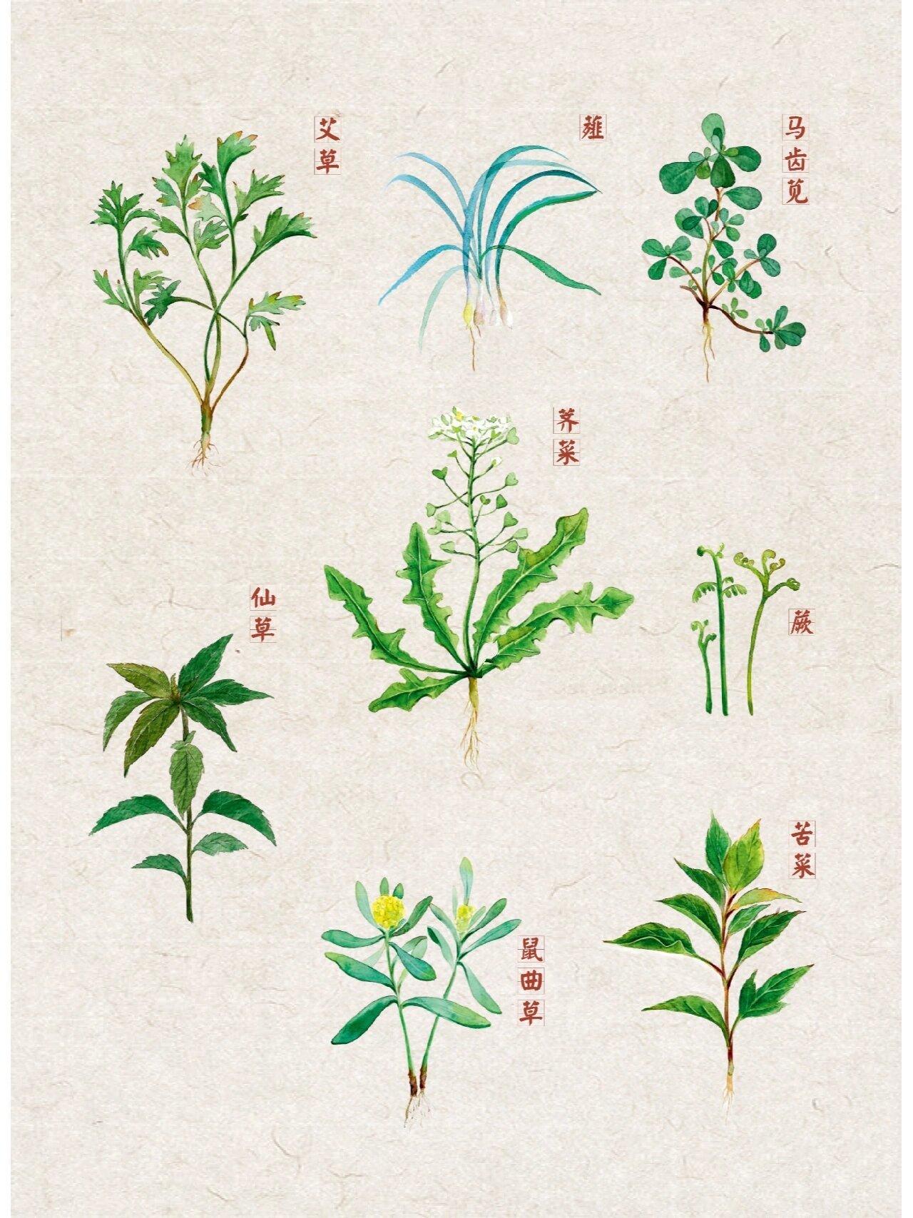 之前手绘的一组水彩植物 荠菜,艾草,苦菜,鼠曲草,蕨,薤,马齿苋,仙草