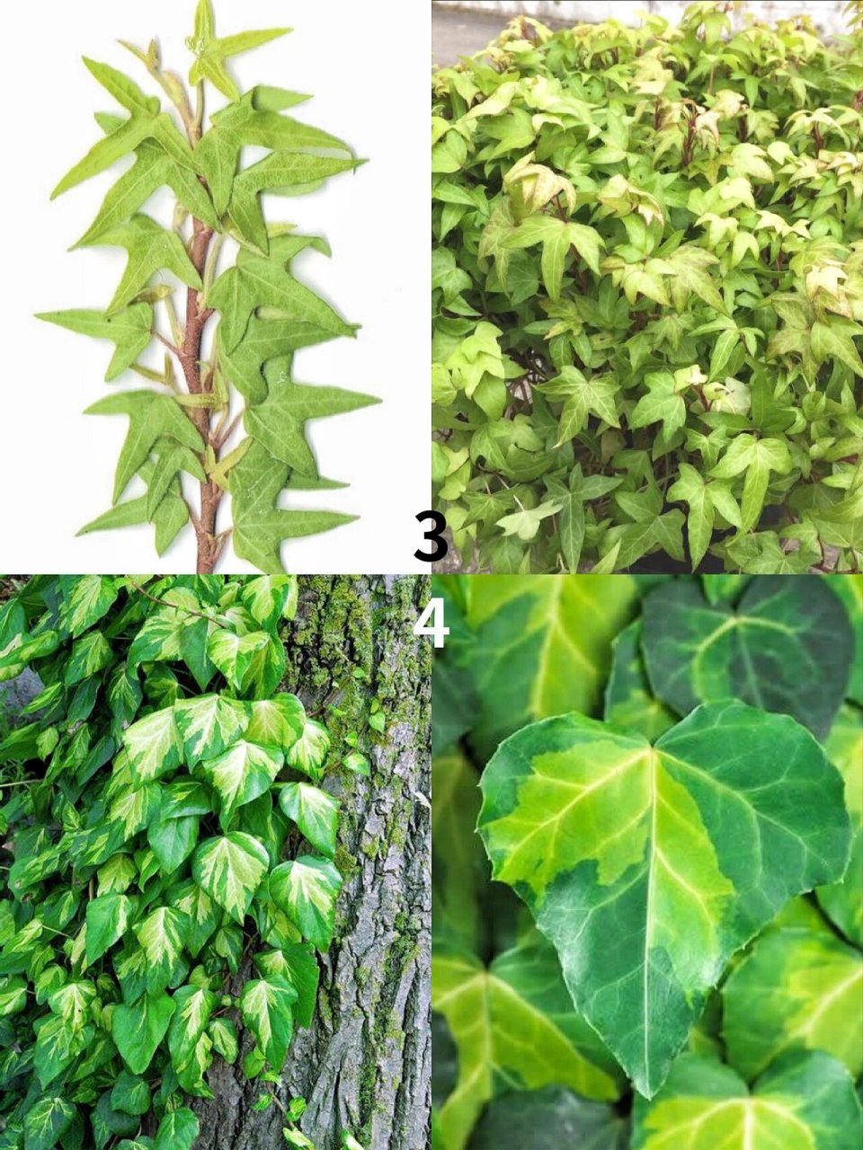 杂色常春藤品种分享(上)奶油色&黄色系 【奶油色&黄色系】常春藤 1