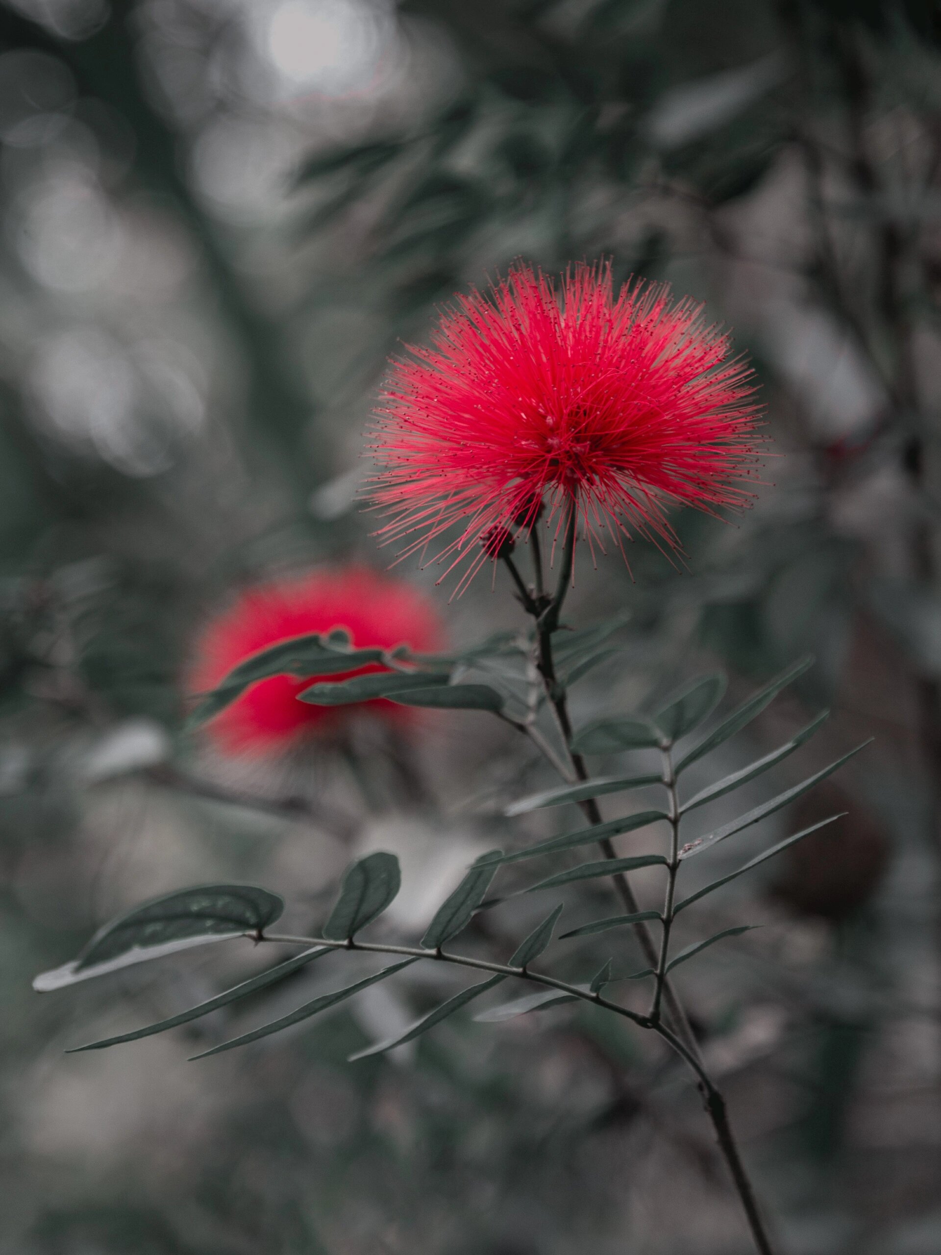 喜庆的朱缨花 | 花如丝灵动,叶如羽飘逸 朱缨花又名美蕊花,美洲合欢