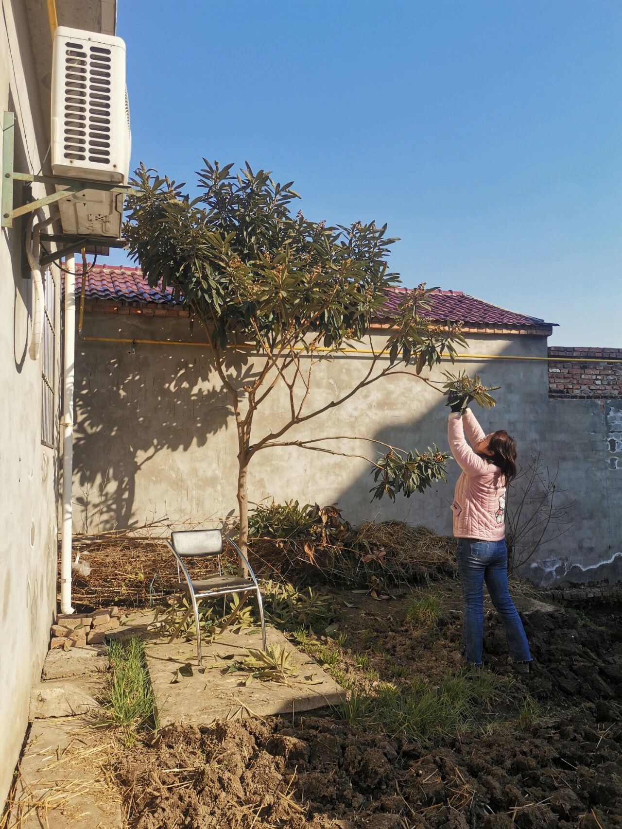 阳光正好,修剪枇杷树