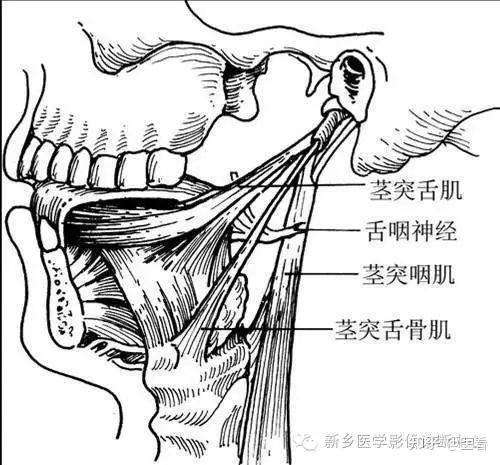 颈突的位置图片图片