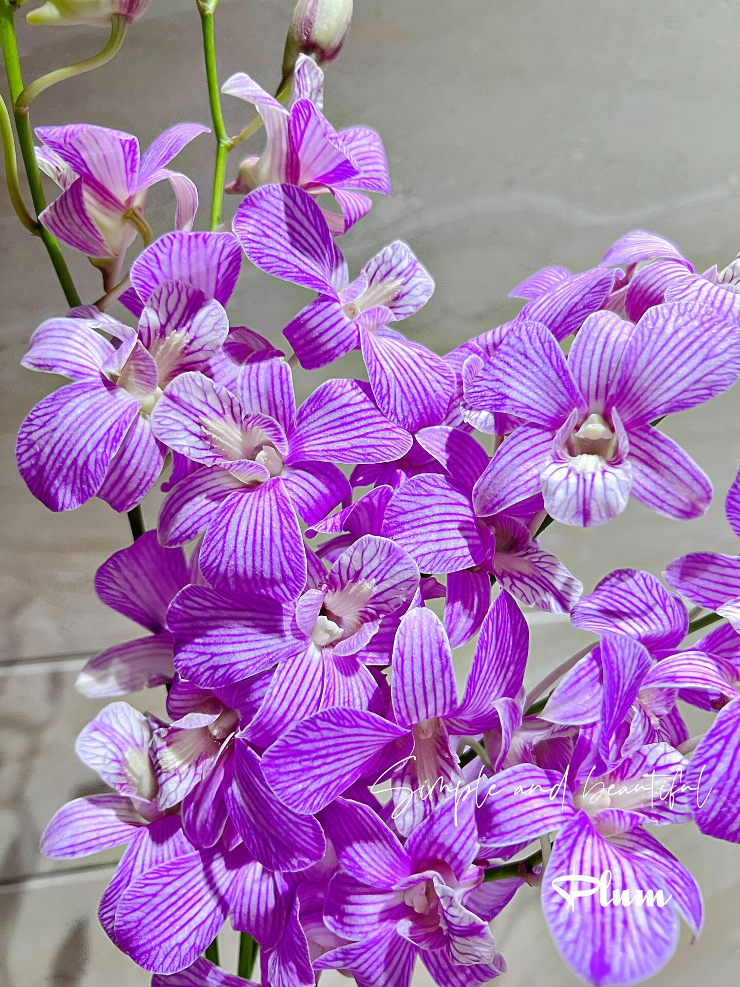 条纹洋兰   不买后悔系列 紫色条纹洋兰 小小花仙子,朵朵小精灵 花花