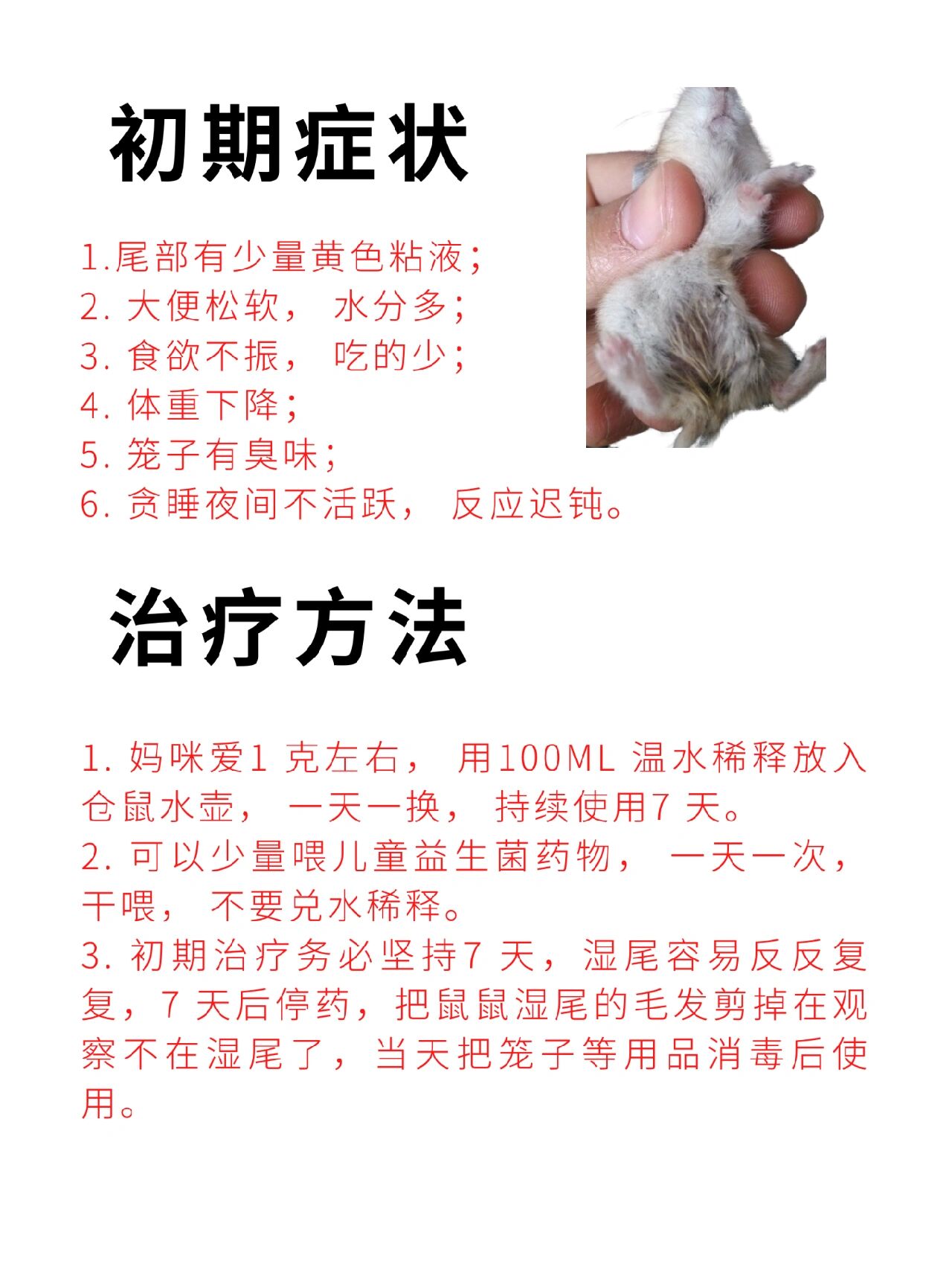 金丝熊仓鼠湿尾症发现及救治方法