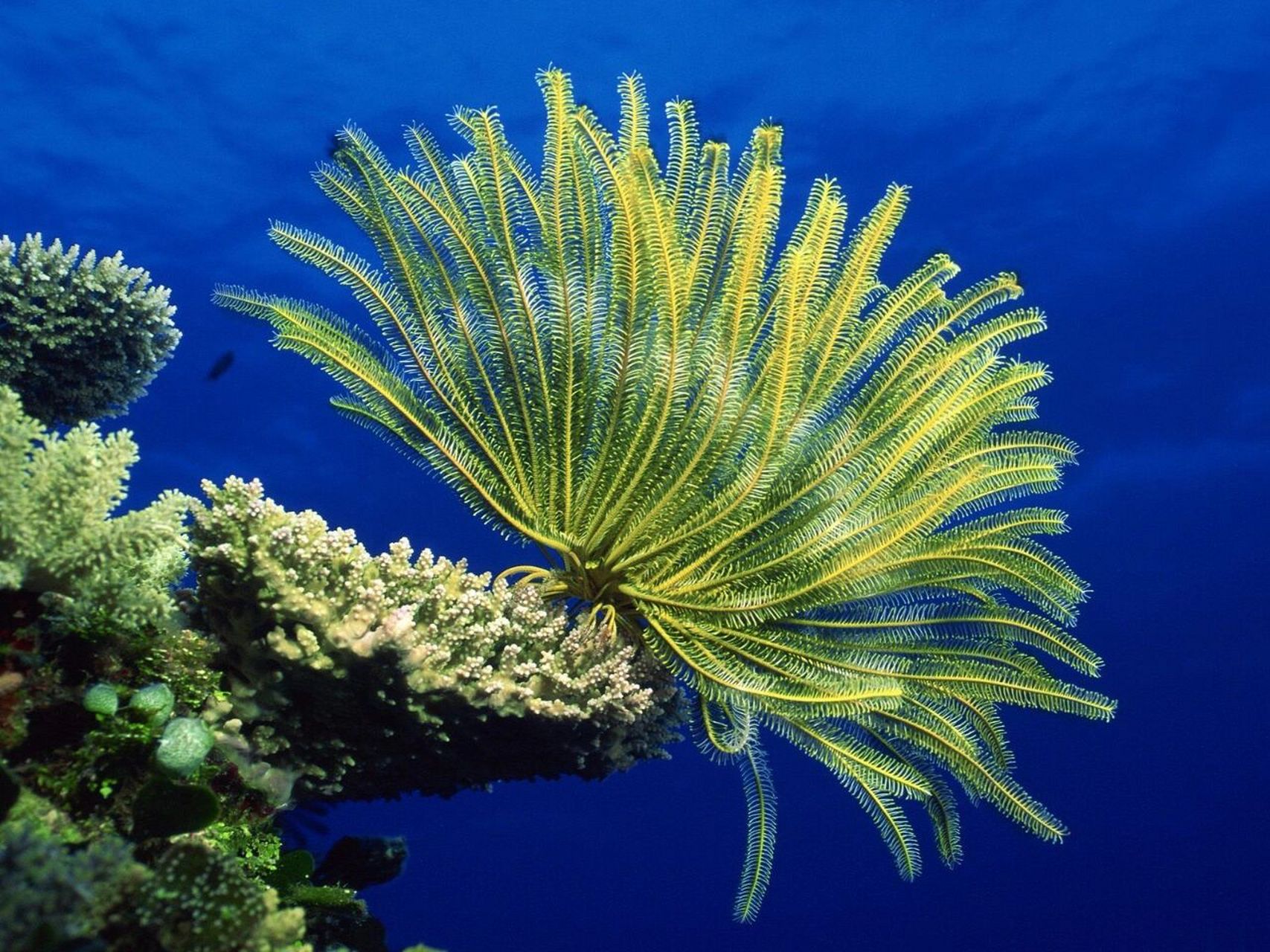 海洋植物名称及图片图片