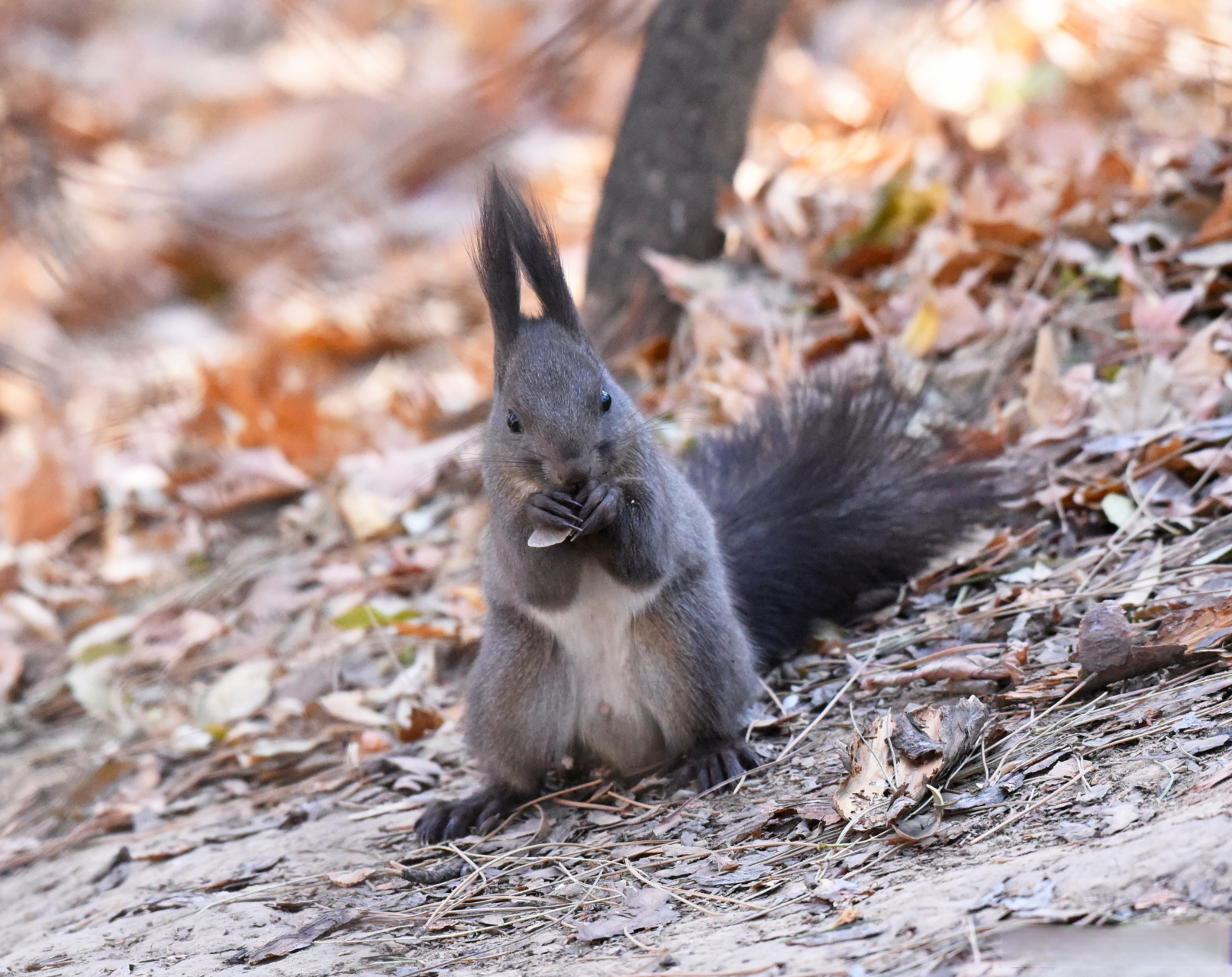 【你认识北松鼠吗?