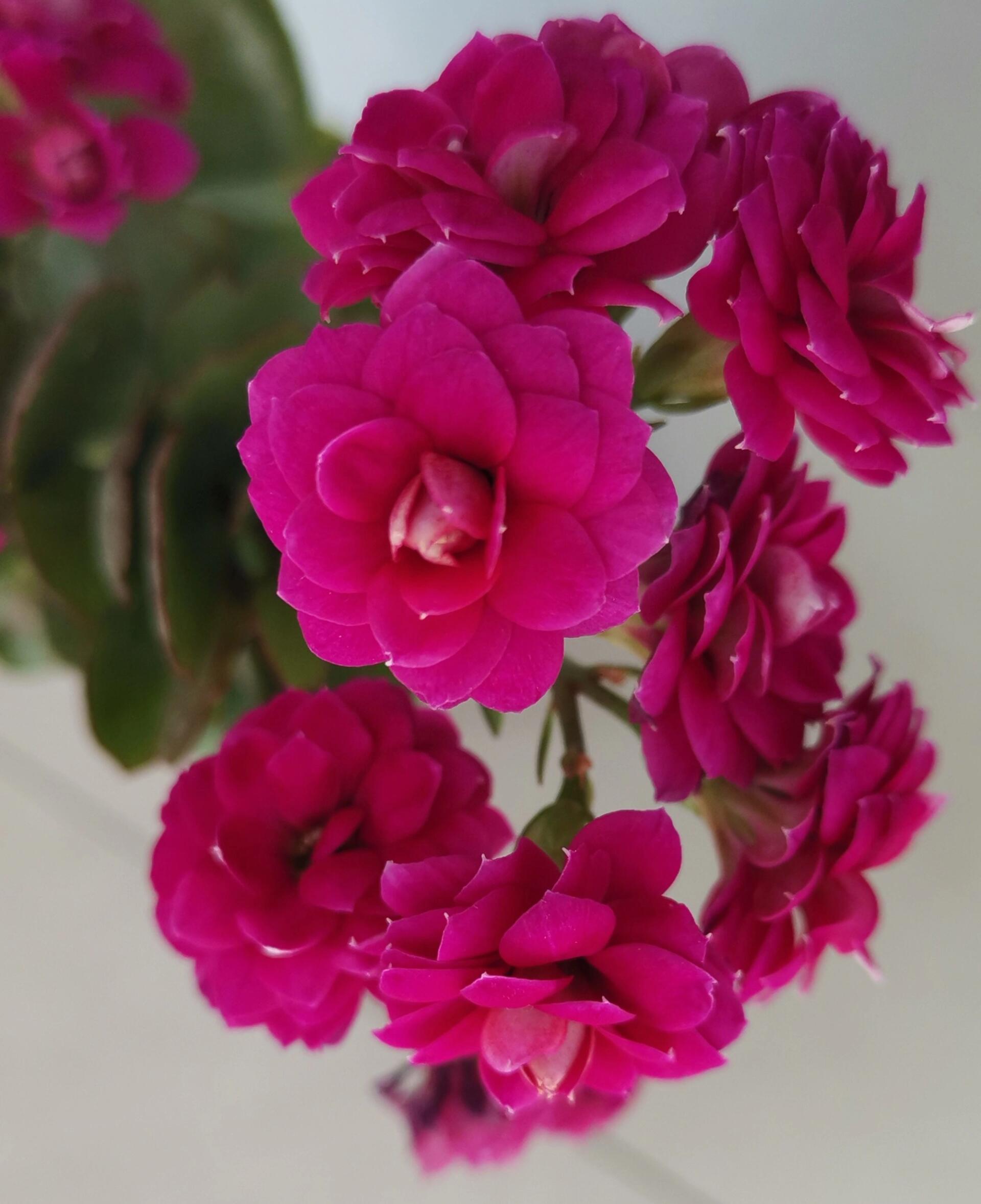 长寿花～紫珍珠