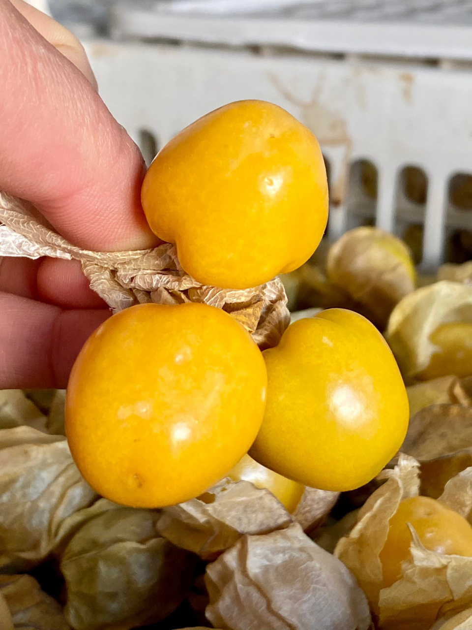 今日水果推荐-姑娘果 96 清甜解腻姑娘果 口感清甜带奶香,多汁清爽