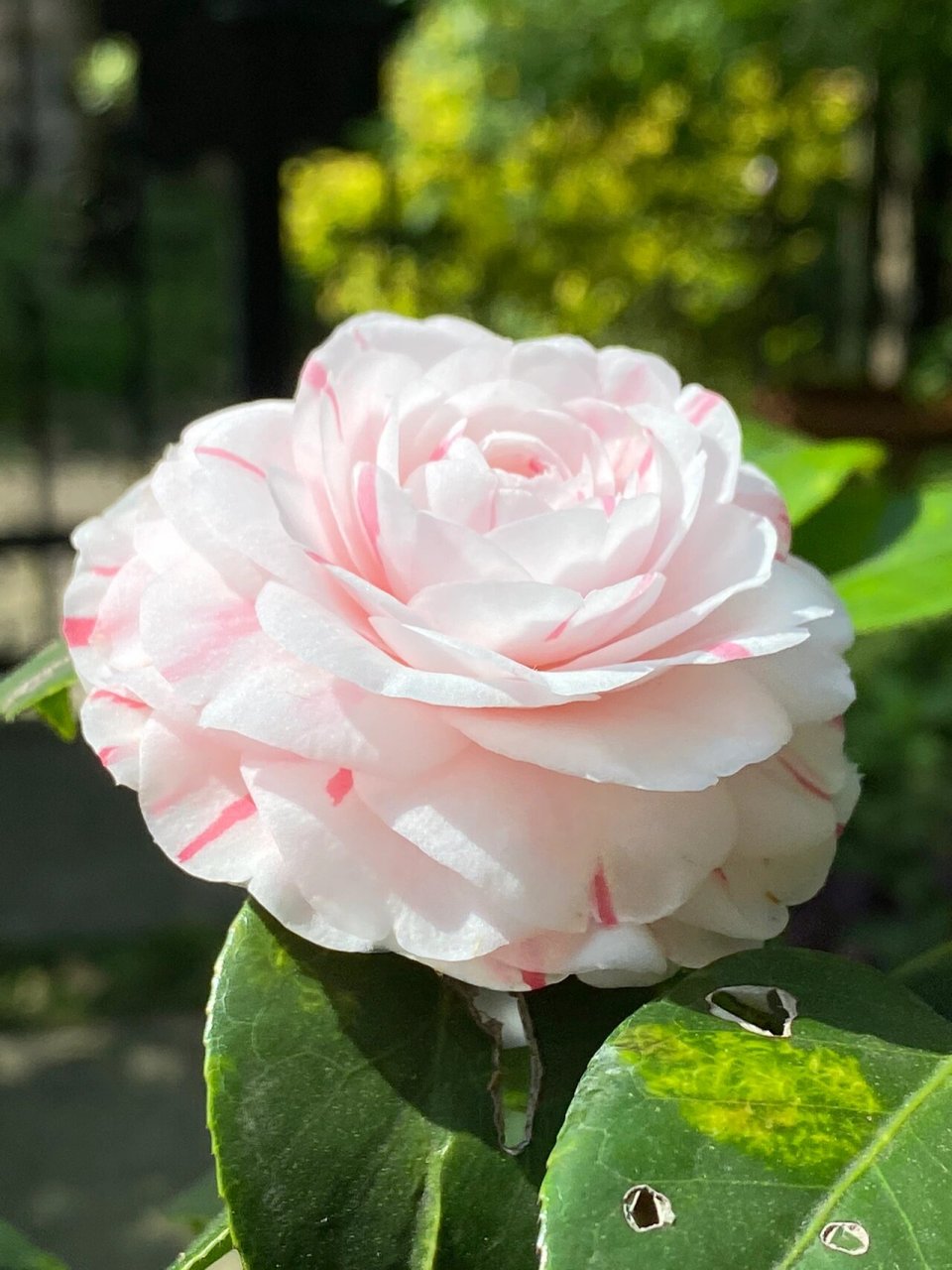 茶花十八学士图片欣赏图片