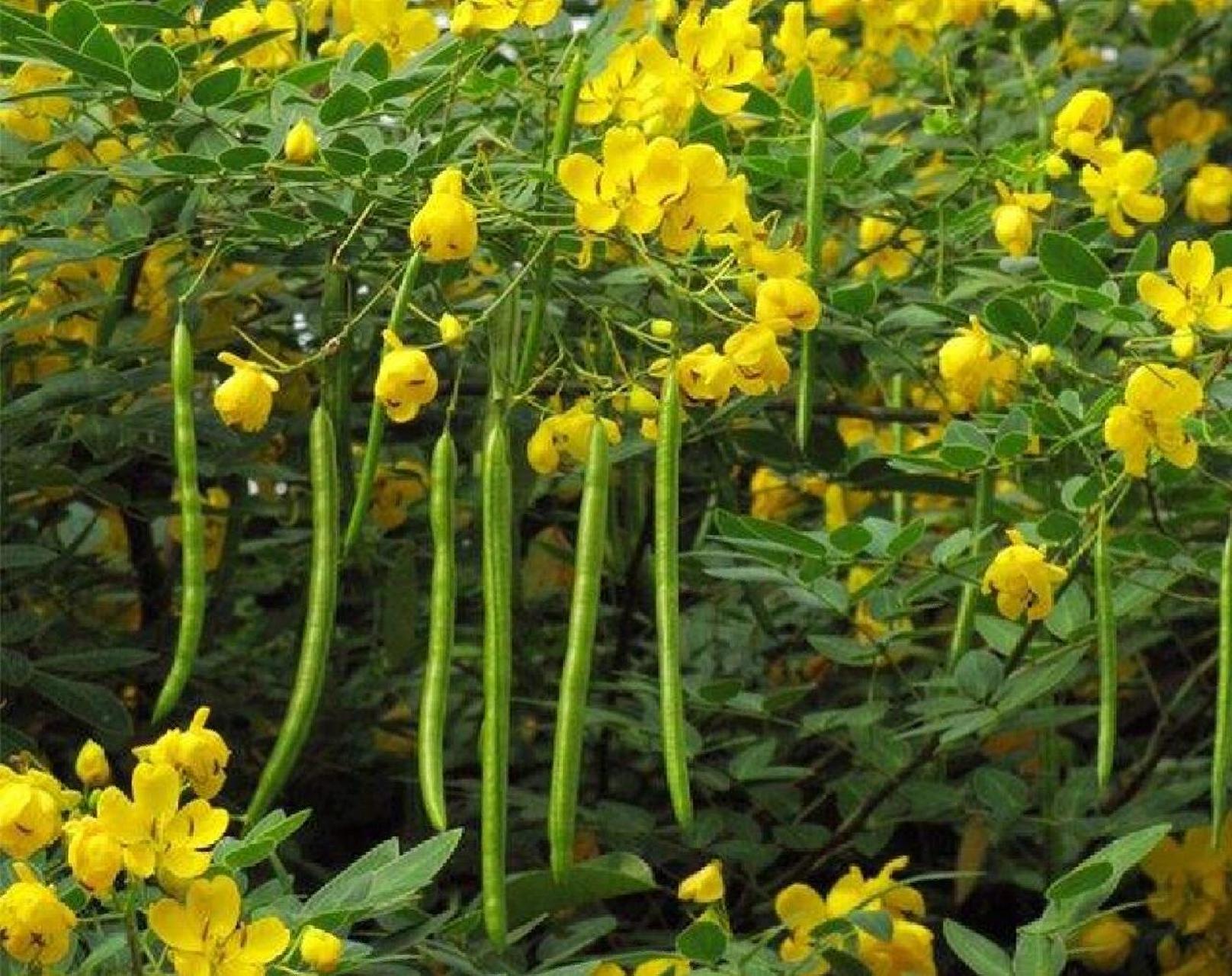 决明子的功效与作用 清热解毒,缓解便秘,清肝明目 决明子是豆科植物
