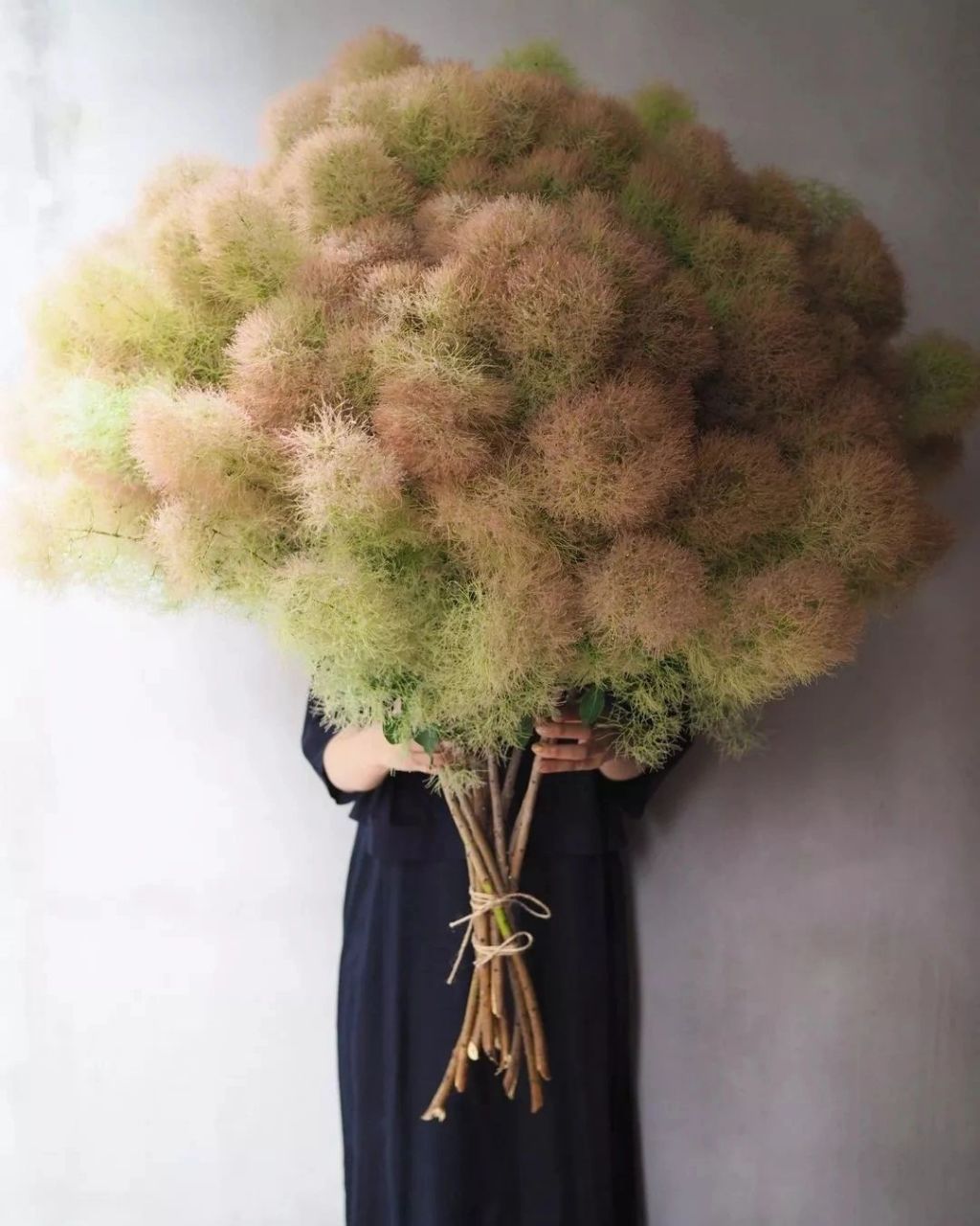 识花】黄栌 黄栌 别名红叶,红叶黄栌,黄道栌,黄溜子,黄龙头,黄栌材