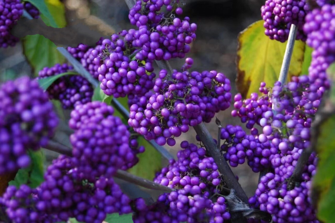 日本紫珠盆栽庭院花园观果植物 日本紫珠盆栽庭院花园植物紫色转运珠