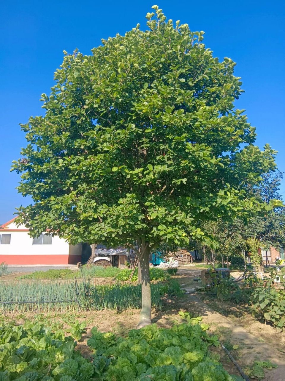 一棵白玉兰树,上海市市树 一棵20多公分,树型饱满的白玉兰树