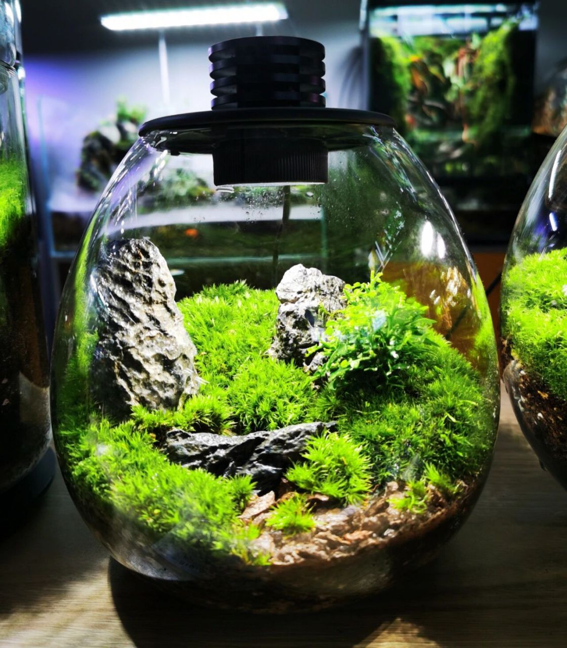 生态瓶微景观 bioloark生态瓶 67微缩的生态空间/ 为植物提供稳定的