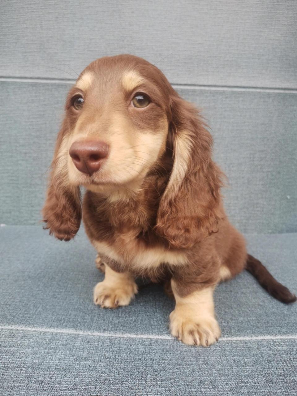 大耳朵狗你知道叫什么品种吗 ,小巧克力奶油弟弟12月9出生的宝宝,疫苗