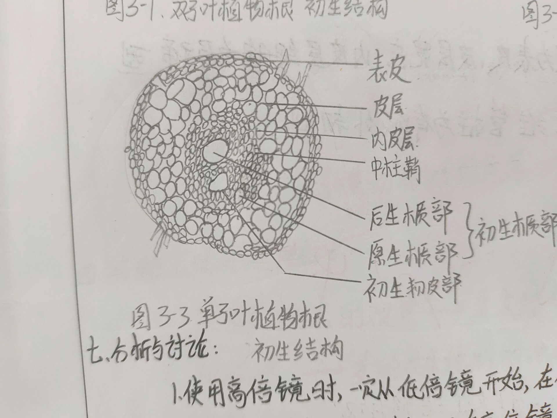 根的次生结构简图图片