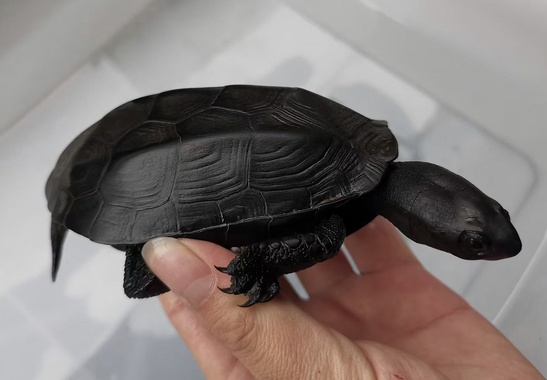 镇宅墨龟,辟邪首选! 顶级无锈24k刀刻满纹纯炭墨,密纹路小掌墨,绝品.