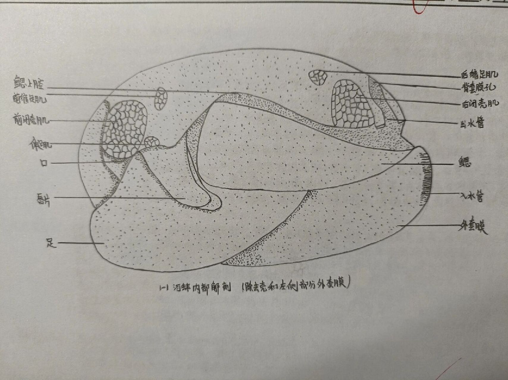 河蚌鳃瓣横切片图片