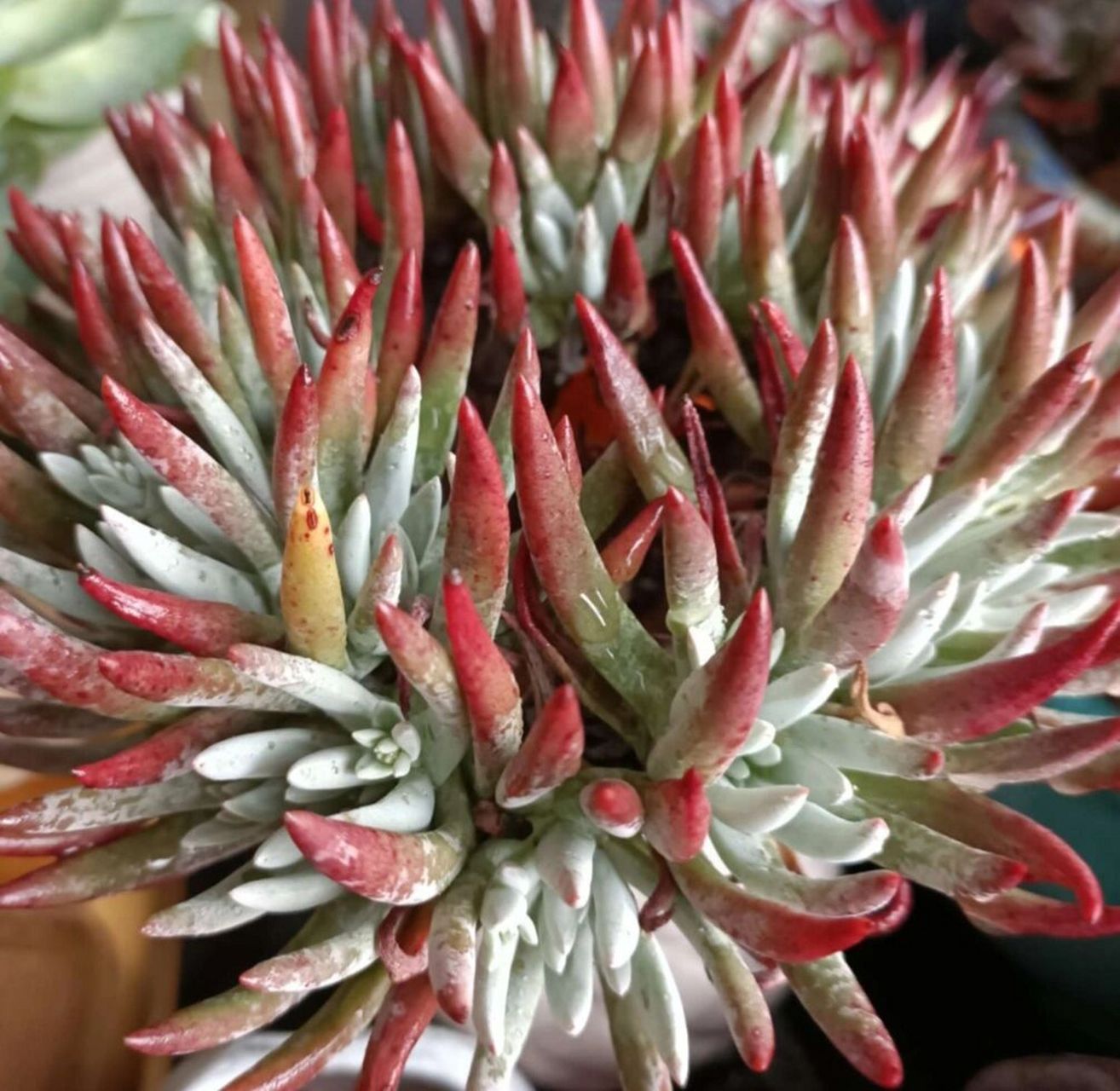 认识多肉第40天——爱杜丽丝 爱杜丽丝,景天科仙女杯属的多肉植物.