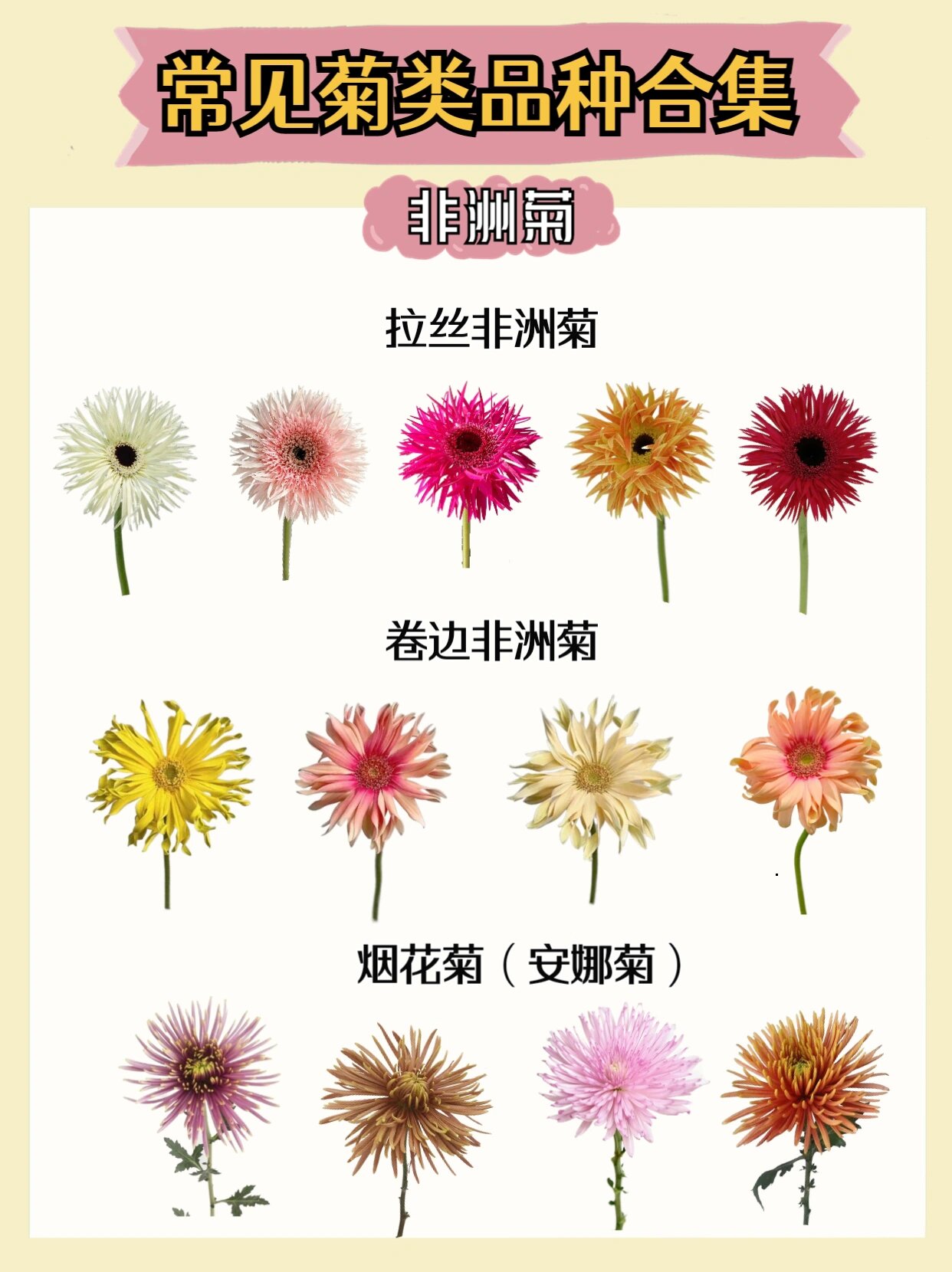 菊花的种类小型图片