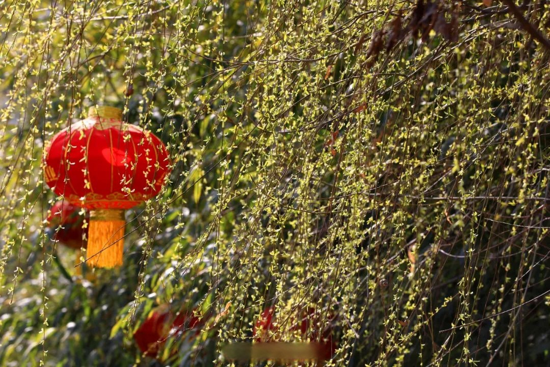 如意甘肃# 阳光和煦,春风不寒,万物整装待发,白龙江沿岸的柳条,正