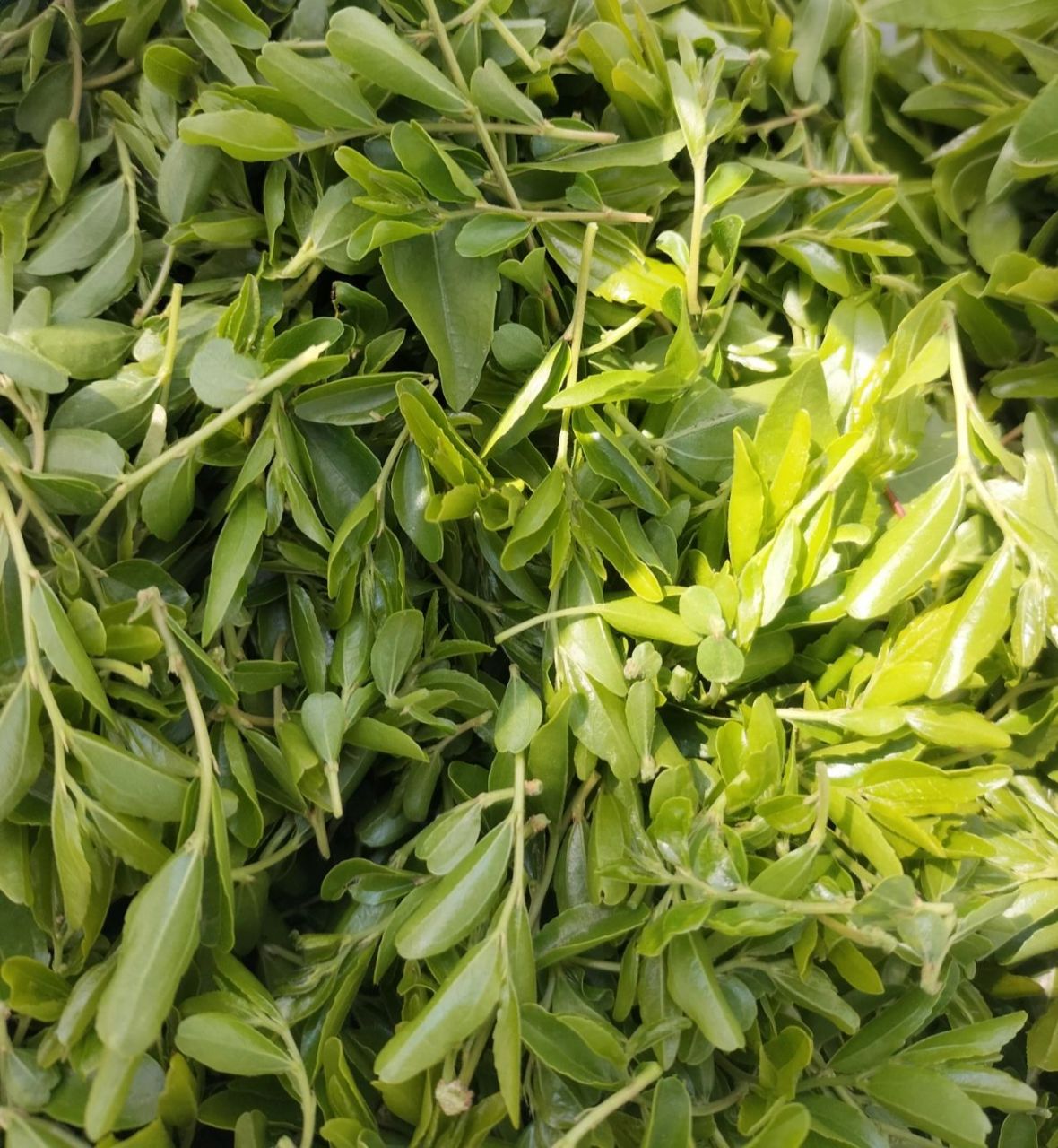 酸枣芽茶 春季万物复苏,生命旺盛,登高望远,不忘采摘些酸枣芽来做茶!