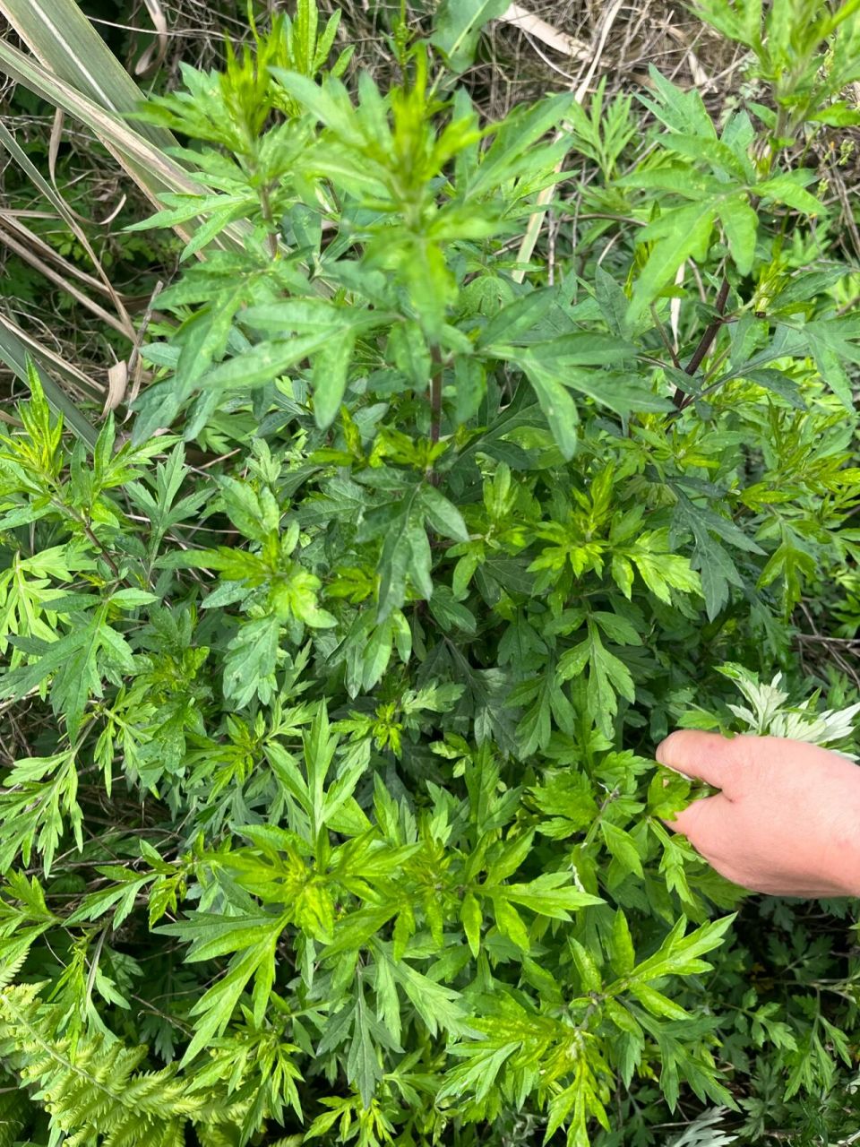 艾草 臭蒿 香蒿,这下分清了     今天又去采香蒿,还是拉上邻居小姐姐