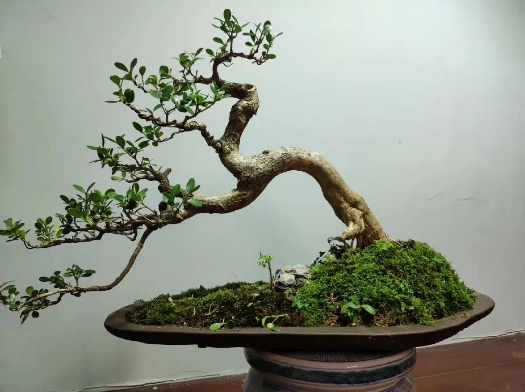 人工造型的瓜子黄杨盆景,美不美你说了算.美丽盆景