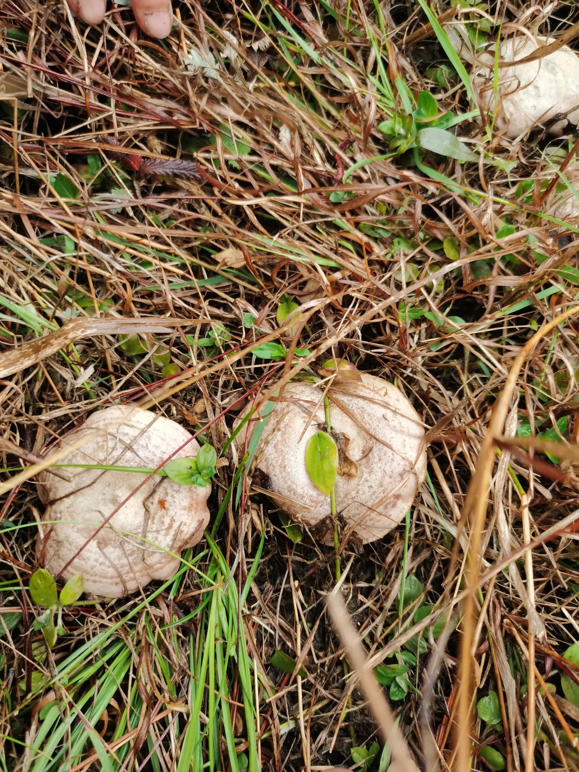 三九菇 五个人浩浩荡荡去打野三九菇,一种长在松针下的蘑菇,.