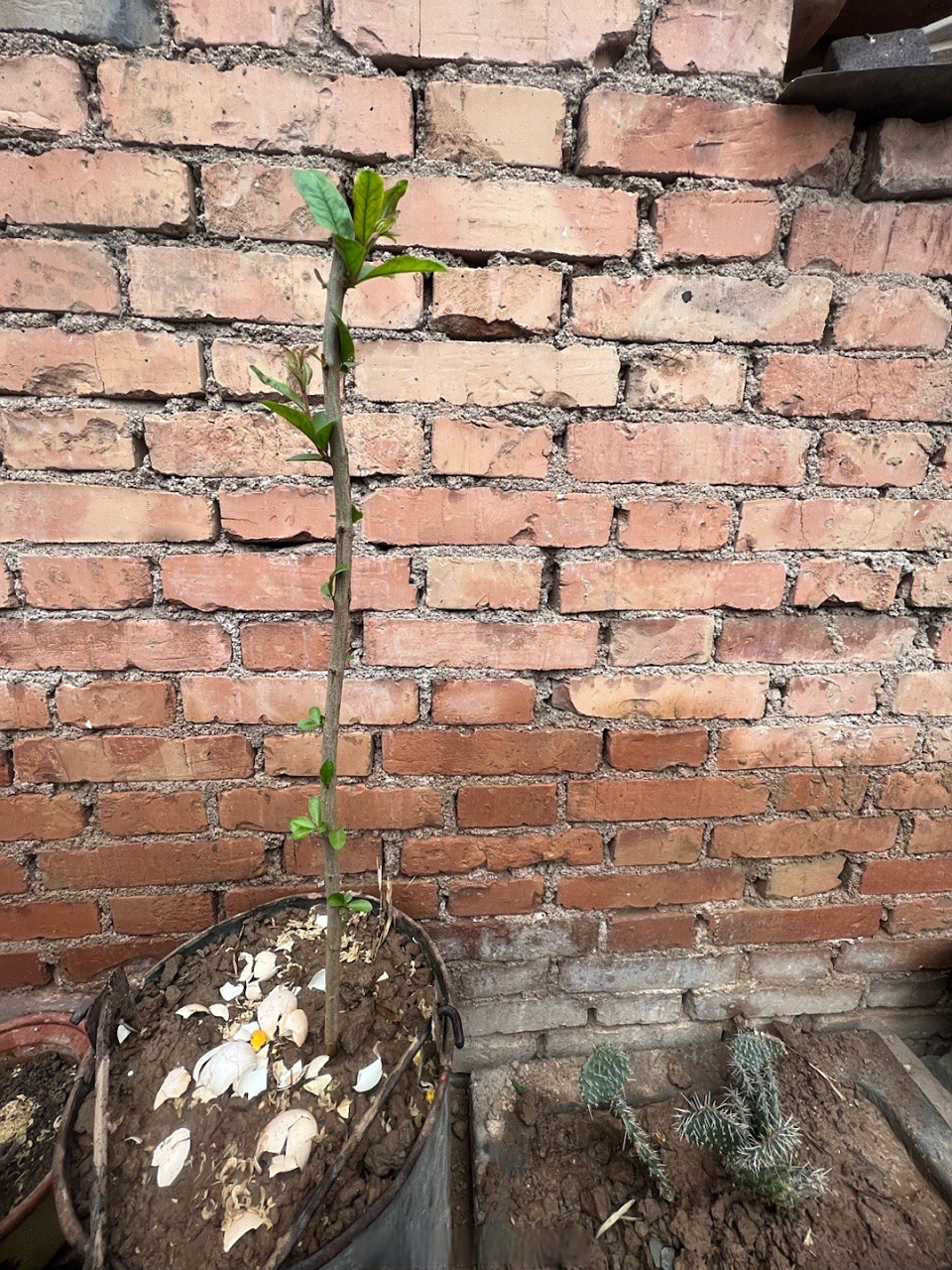 新栽石榴树,发新芽,以后可以吃到新鲜石榴了