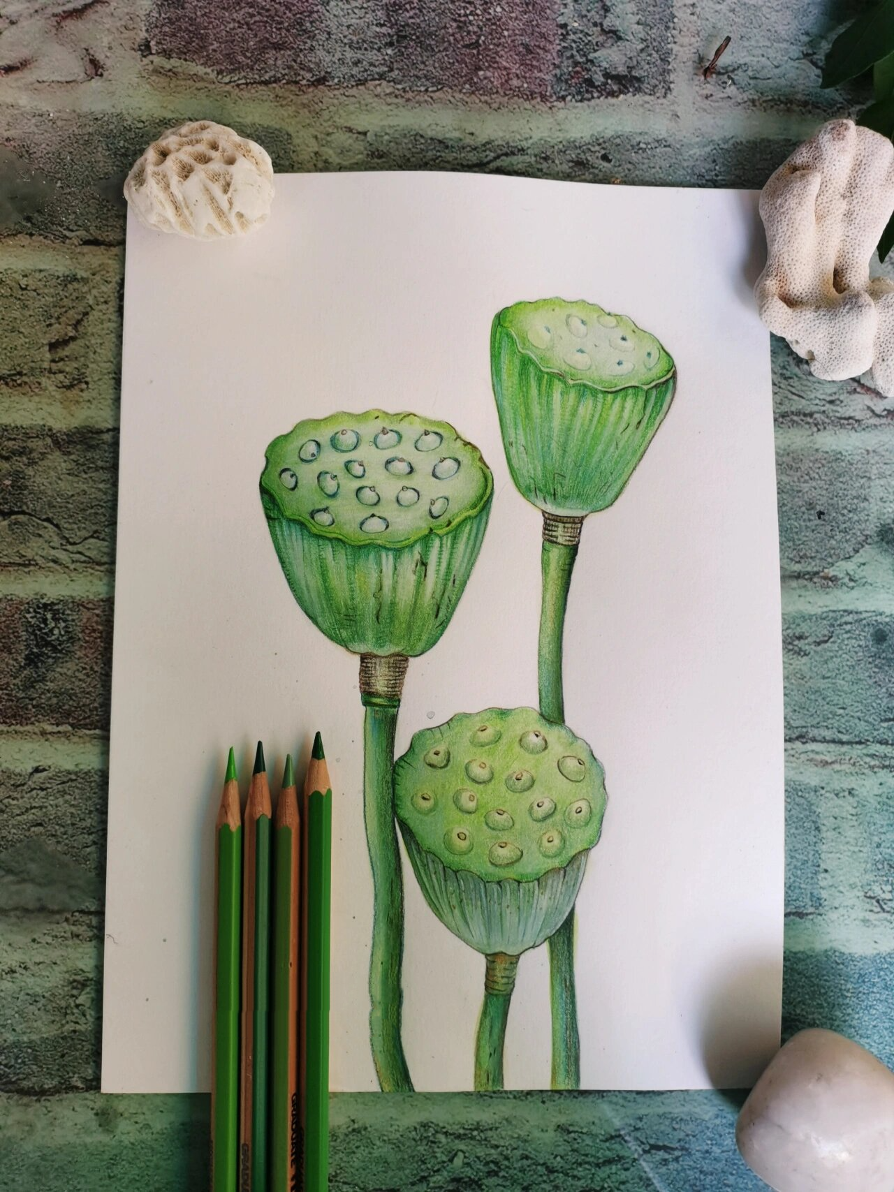 彩铅原创手绘:莲蓬,绿色控最爱