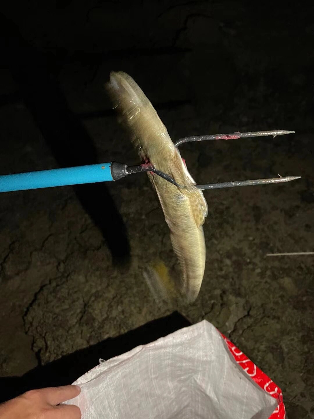 我有特殊的叉鱼技巧 首先,你得去海滩, 	 其次你得有鱼叉, 	 然后叉就