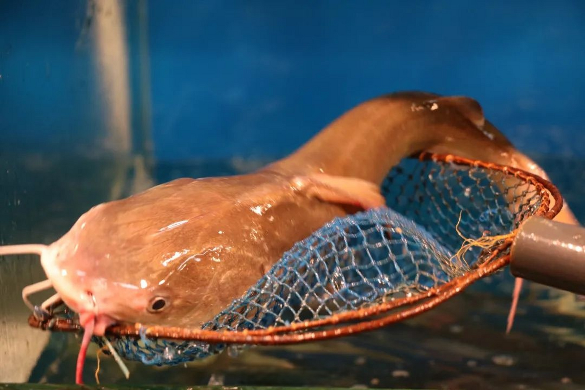 【谷雨来到,王鱼安排上】#温州时令美食# 在温州的东海海域,王鱼会在