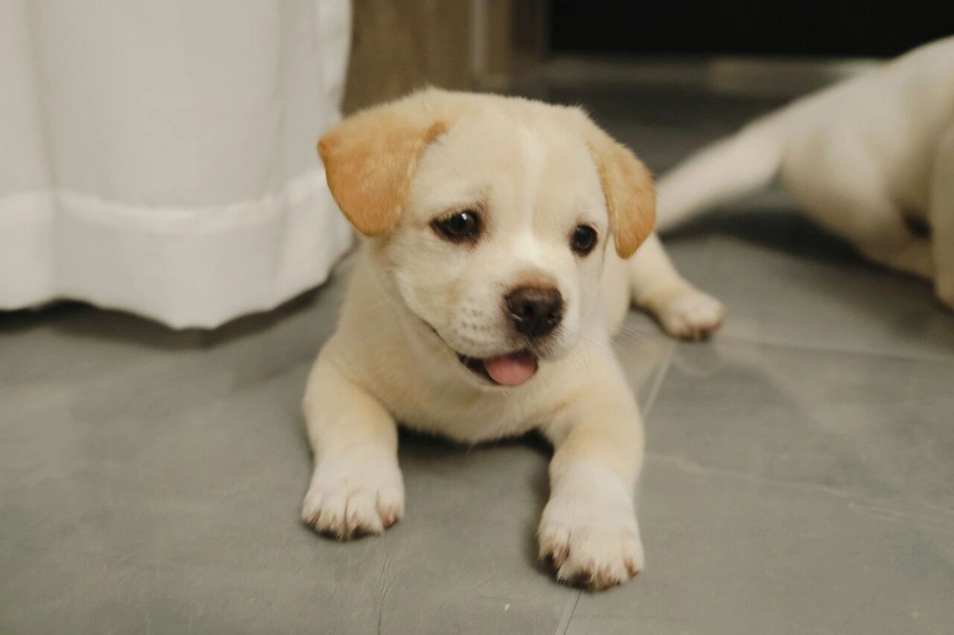 身为正宗中华田园犬,豆包和雪糕申请装下短腿版的拉布拉多,姨姨们,我