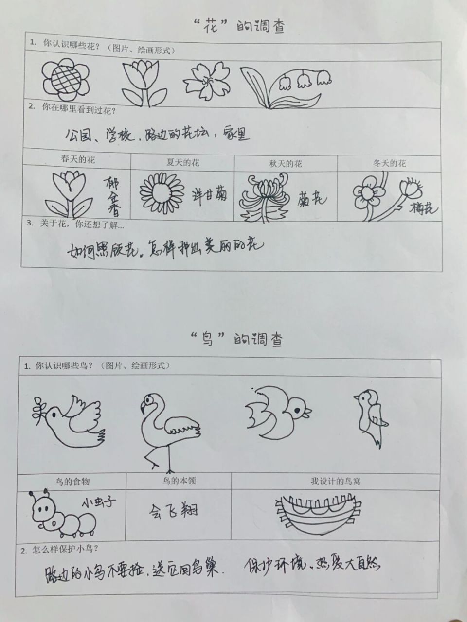 花鸟调查表|附空白图💐幼儿园手绘作业分享 幼儿园里发的作业 画了