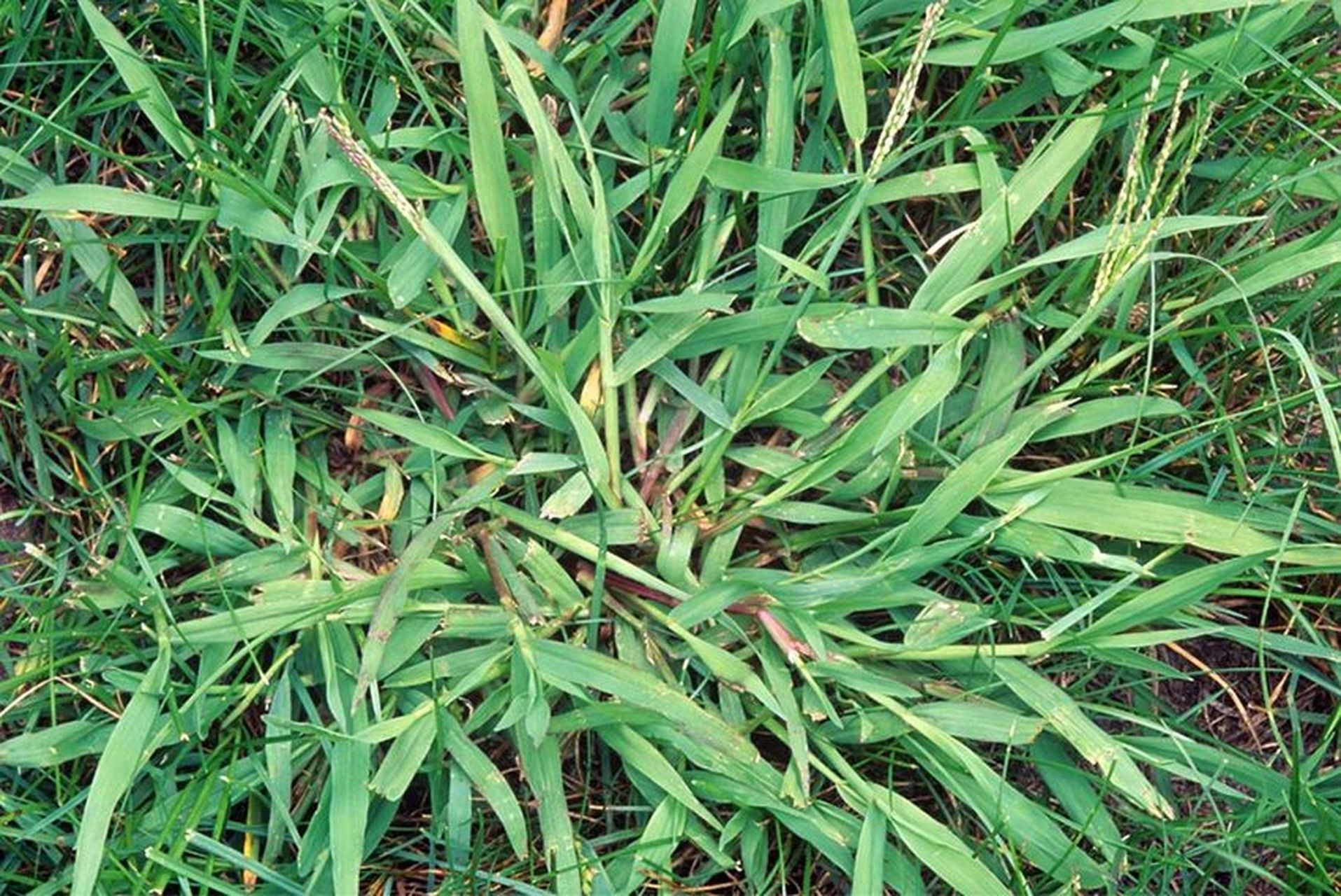 马唐(crabgrass)是一种一年生禾本科植物.