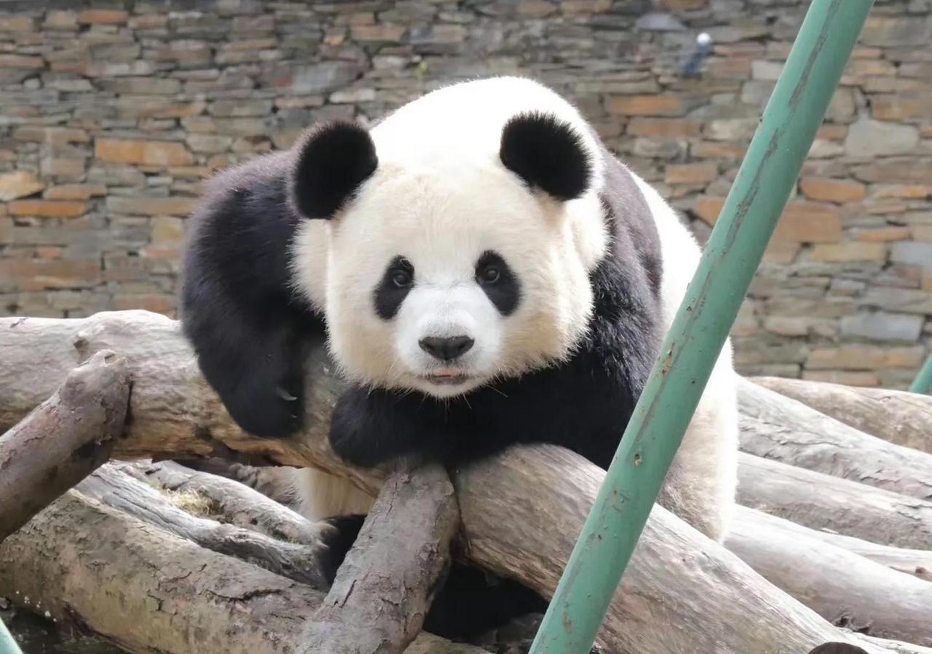 说起大熊猫佑佑,可能大家并不熟悉.