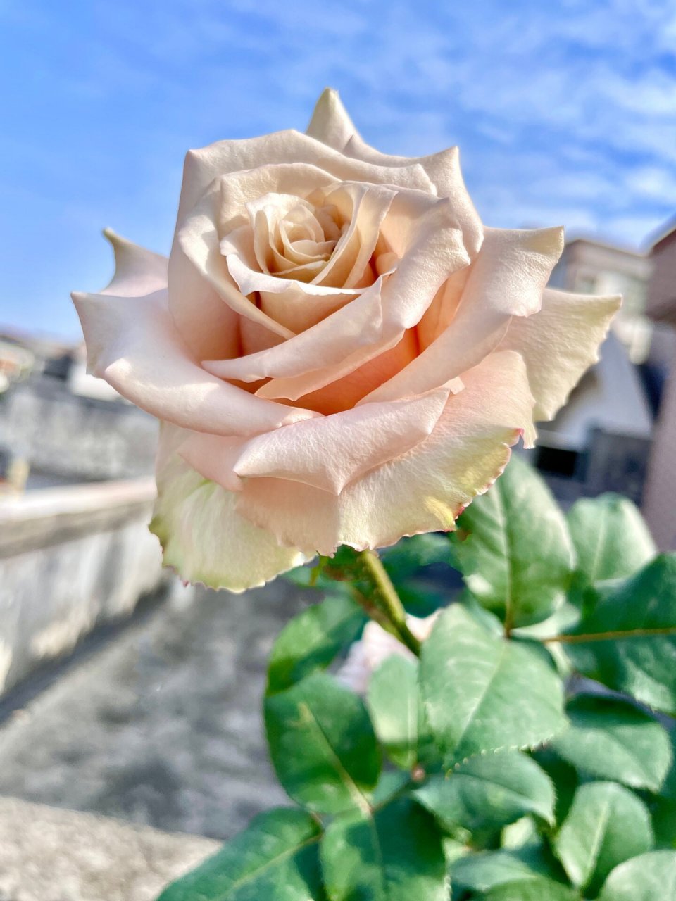 广东月季.