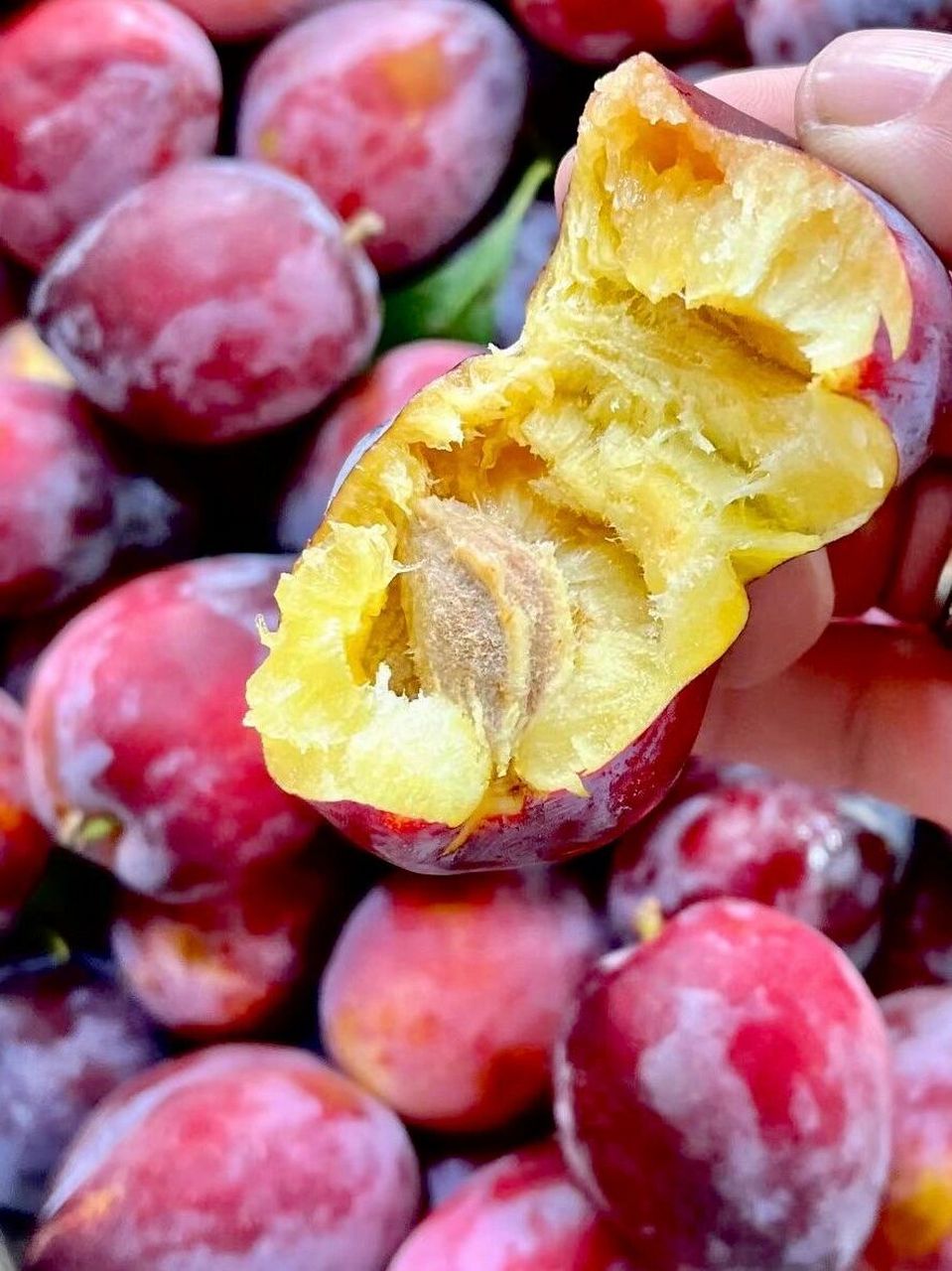 长春买水果6015东北人都爱吃的干核李子09