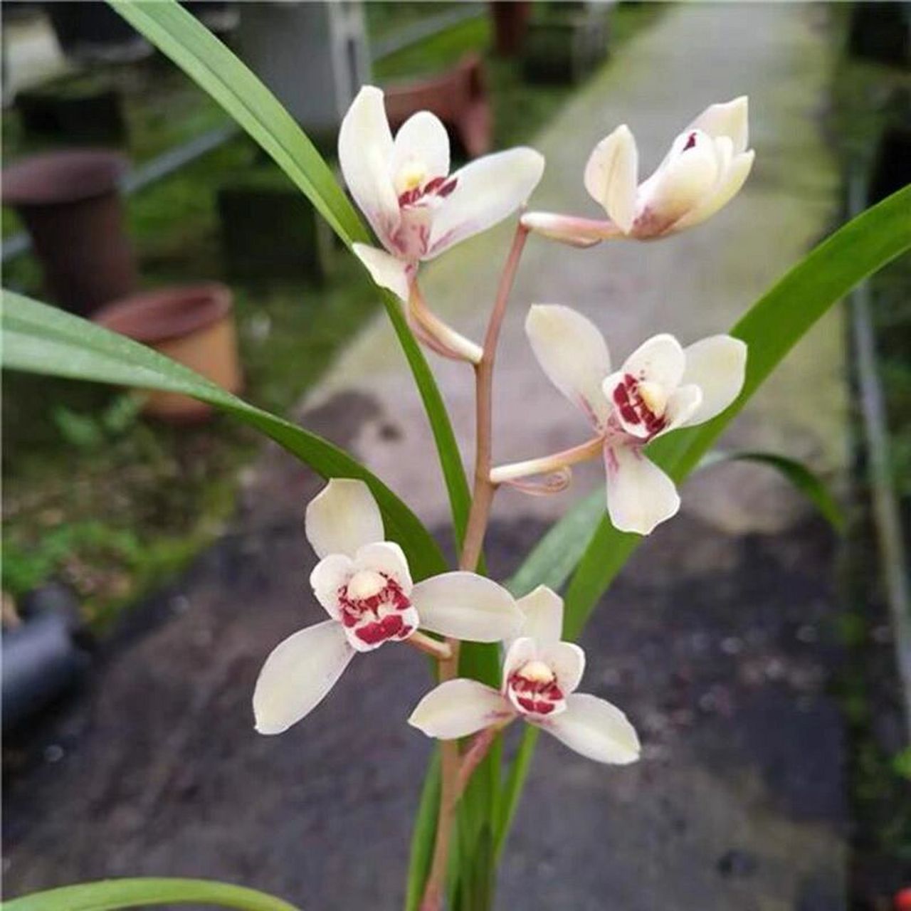 建兰花仙子(东方仙子) 花仙子又名荷塘仙子,东方仙子,花开荷型水仙辦