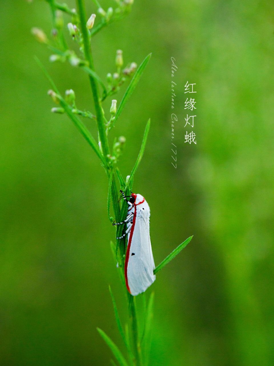 南极灯蛾图片