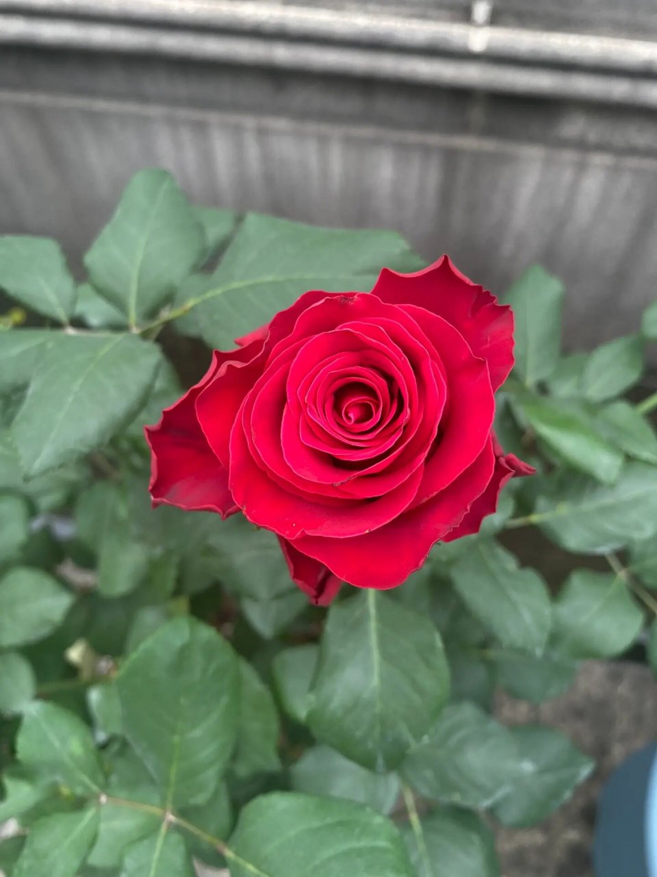 搞怕了,但现在修剪换盆好像都能天然避开刺 	 初开确实漂亮,花瓣厚实