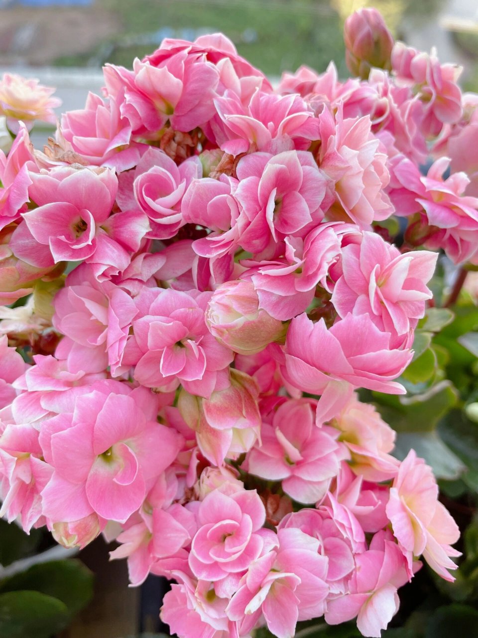 长寿花-奶油慕斯(又名维罗纳,维纳斯) 继连续下雨10多天后的奶油慕斯